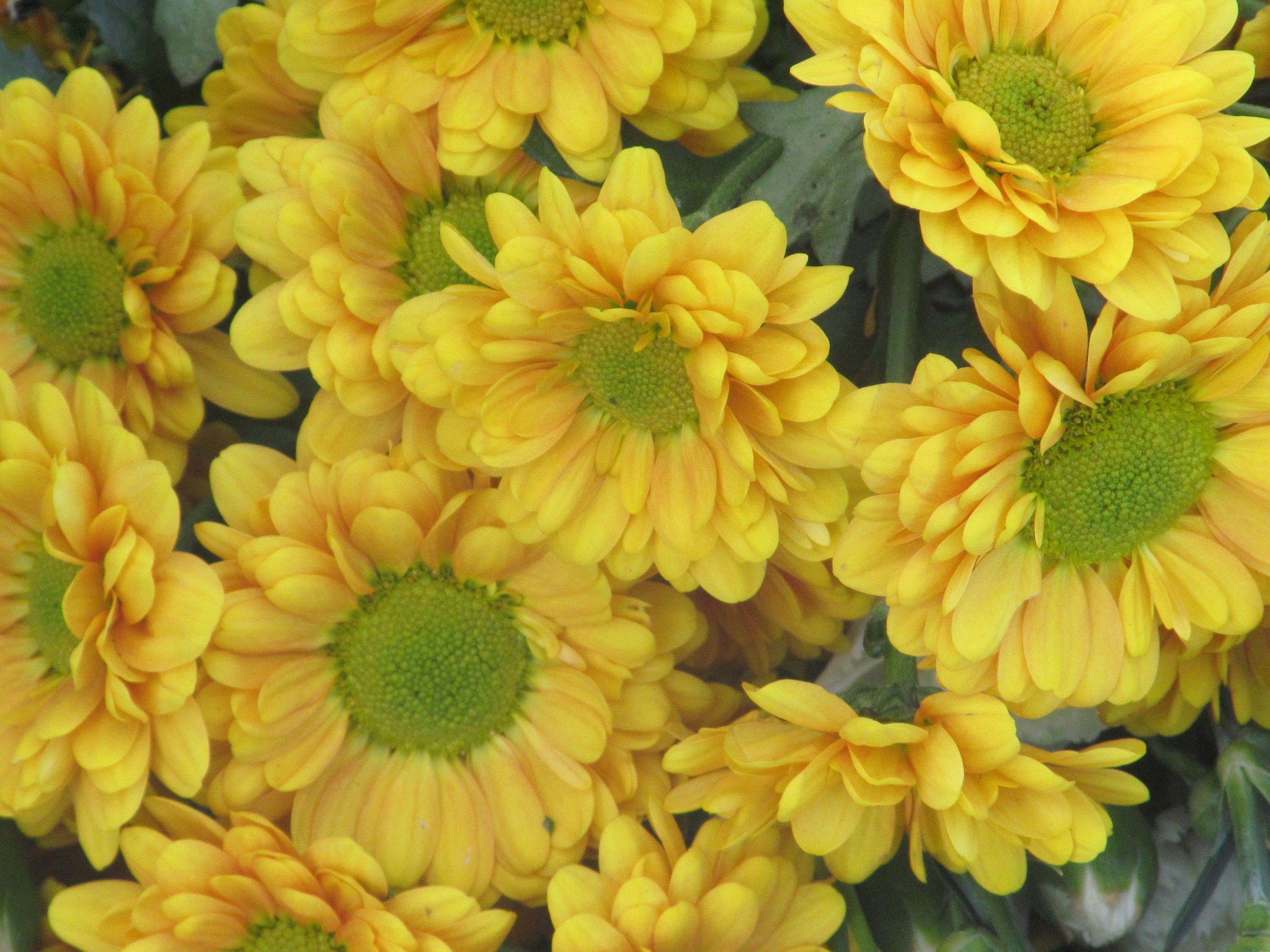 Flower: Plants Floral Flowers Petal Fushion Yellow Gardening
