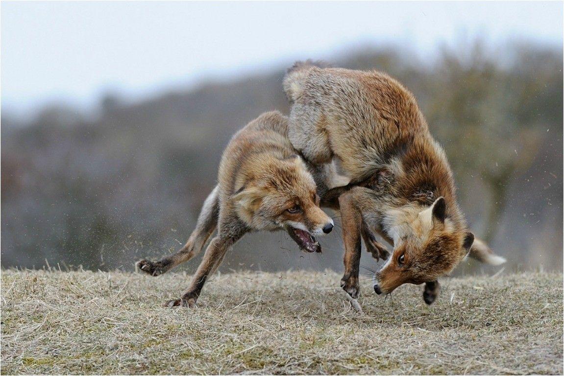 Dog Wild Vixen Fight Fox Life Newfoundland Wallpaper Dog HD 16:9