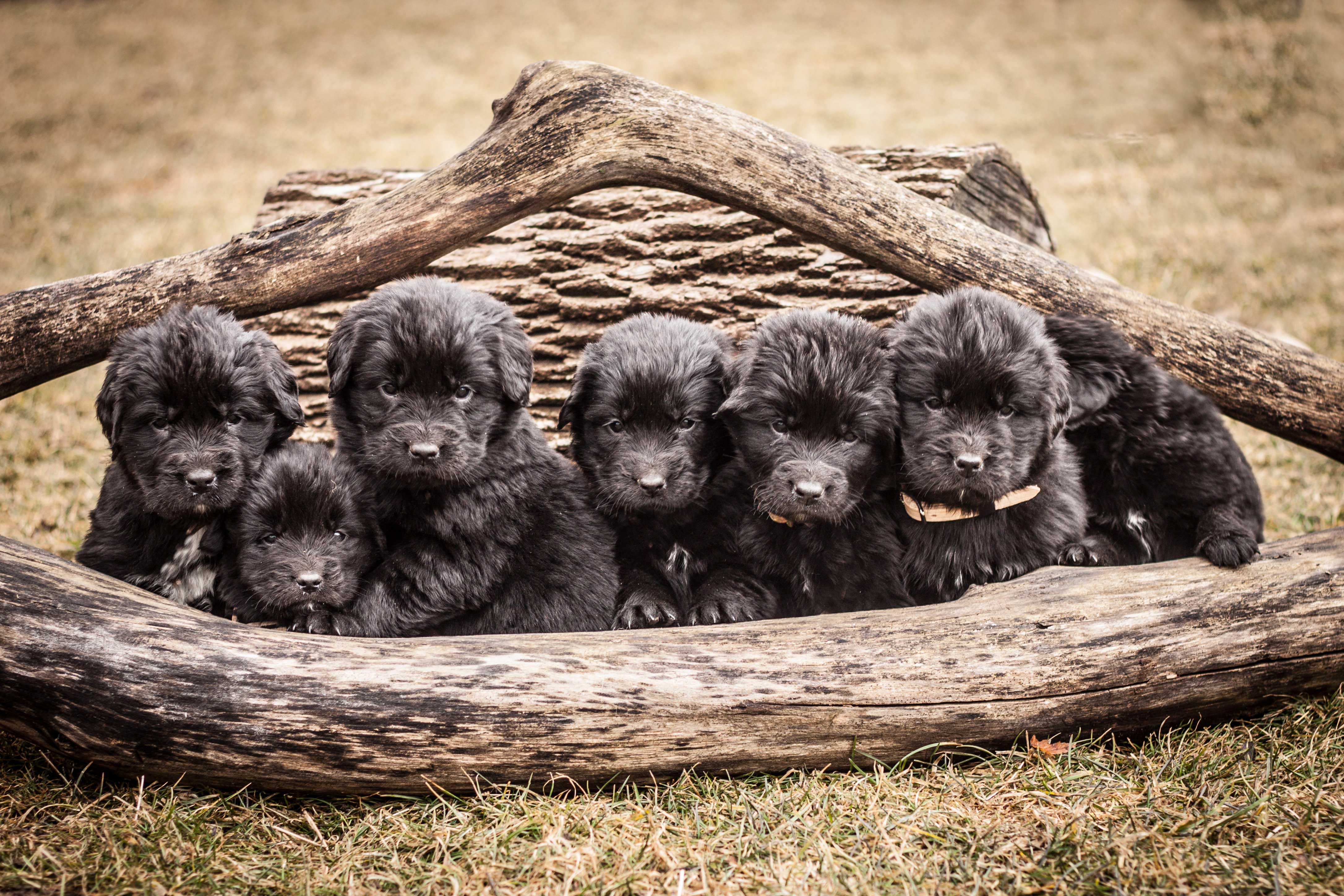 Newfoundland Dog HD Desktop Wallpaperwallpaper.net