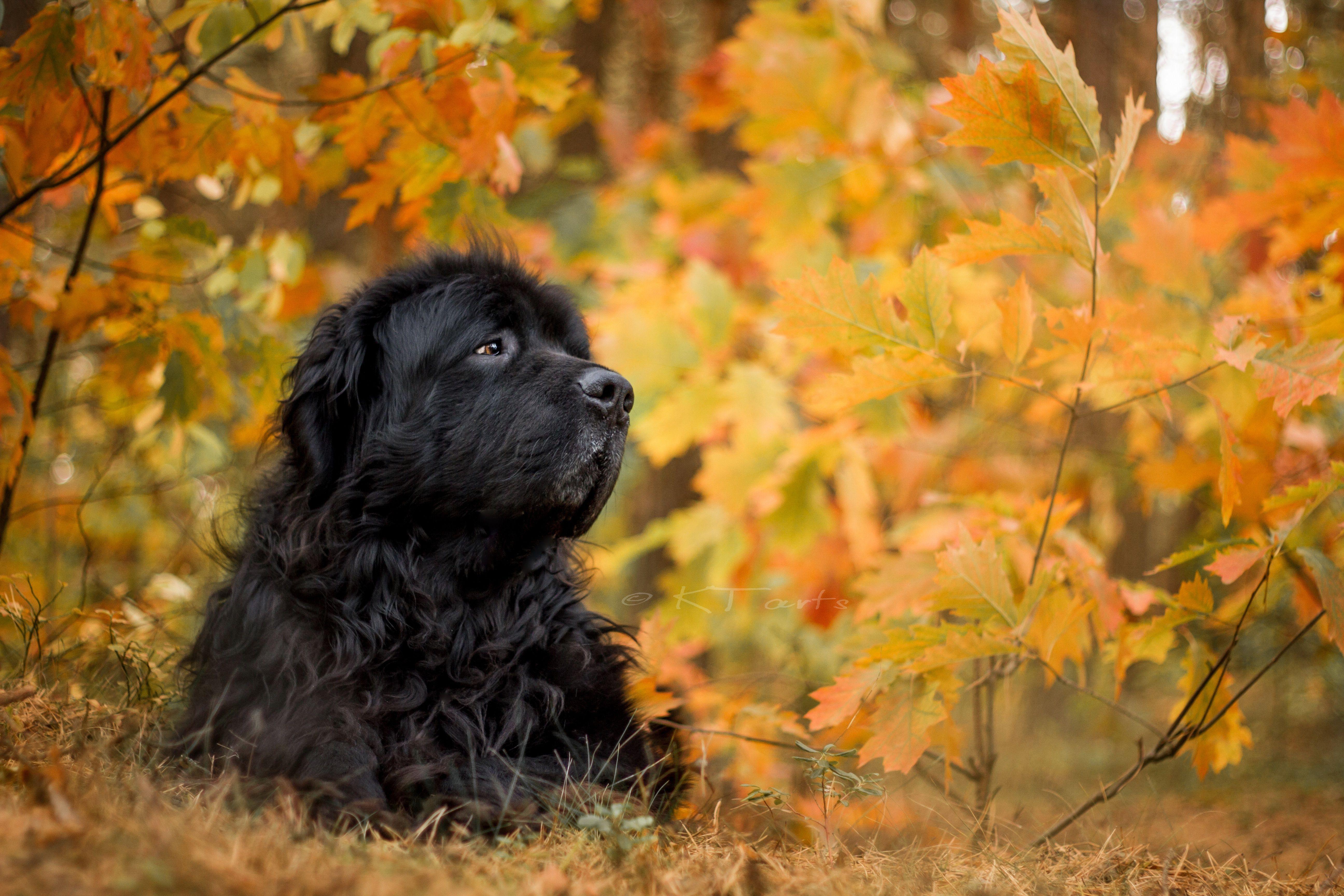 Newfoundland Dog Wallpaper - PetsWall