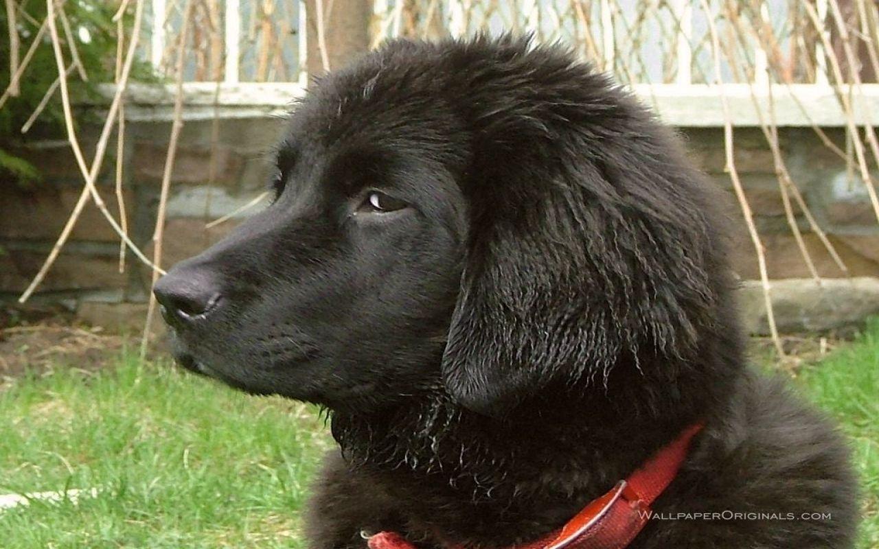 Newfoundland Puppies HD Wallpaper, Background Image