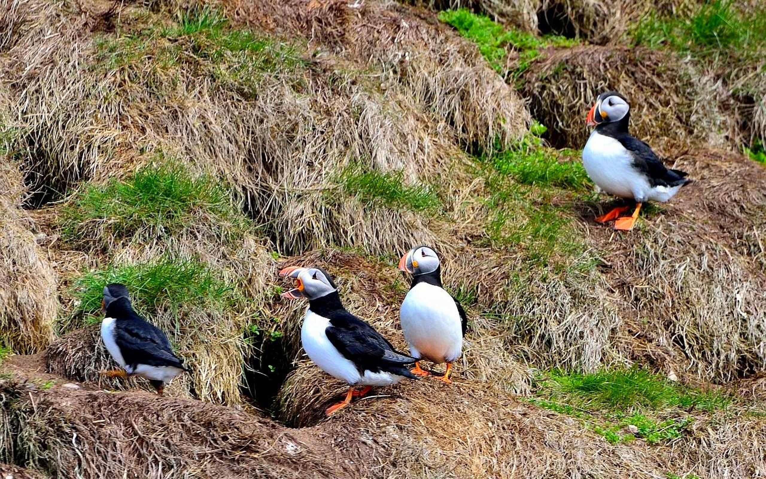 Birds: Puffins Newfoundland Birds Canada Vintage Background With