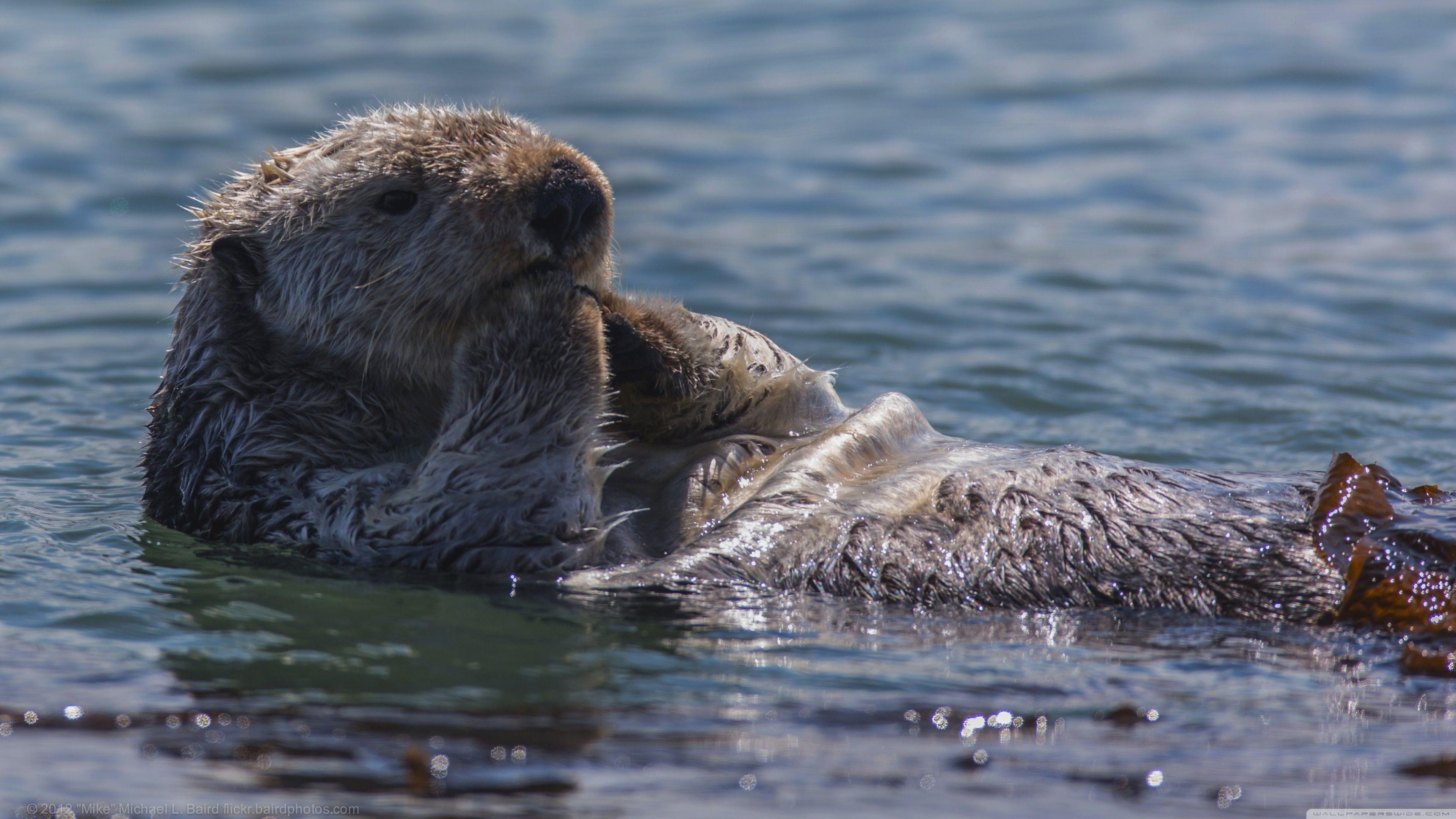 Sea Otter Eating ❤ 4K HD Desktop Wallpaper for 4K Ultra HD TV