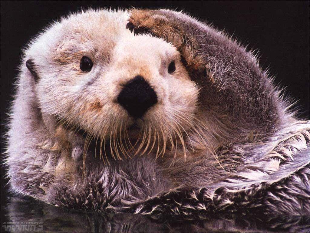 Wallpaper for Sea Otter, Resolution 1024x768px
