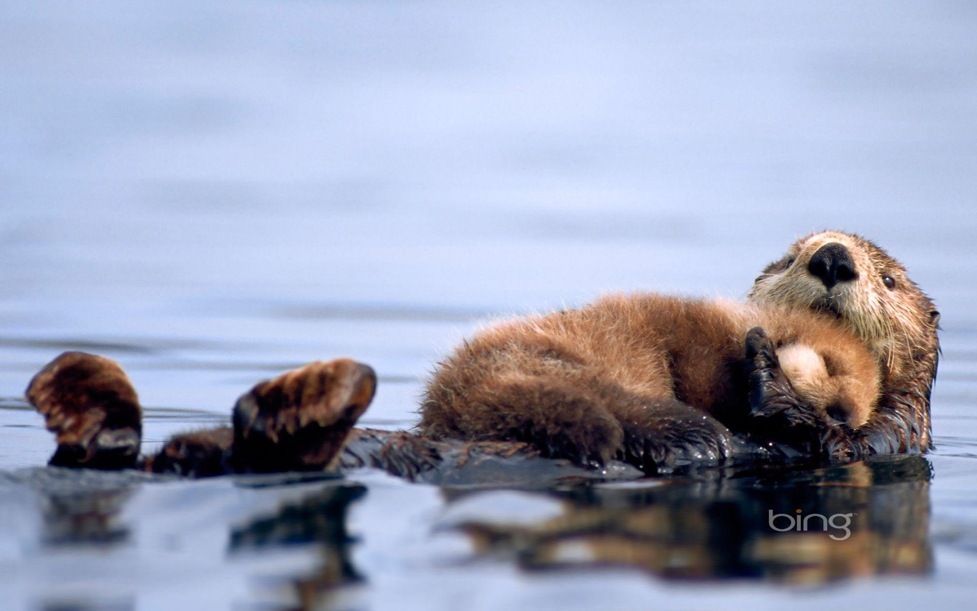 A Sea Otter Lying On Water And Embracing Her Sleeping Baby Bing