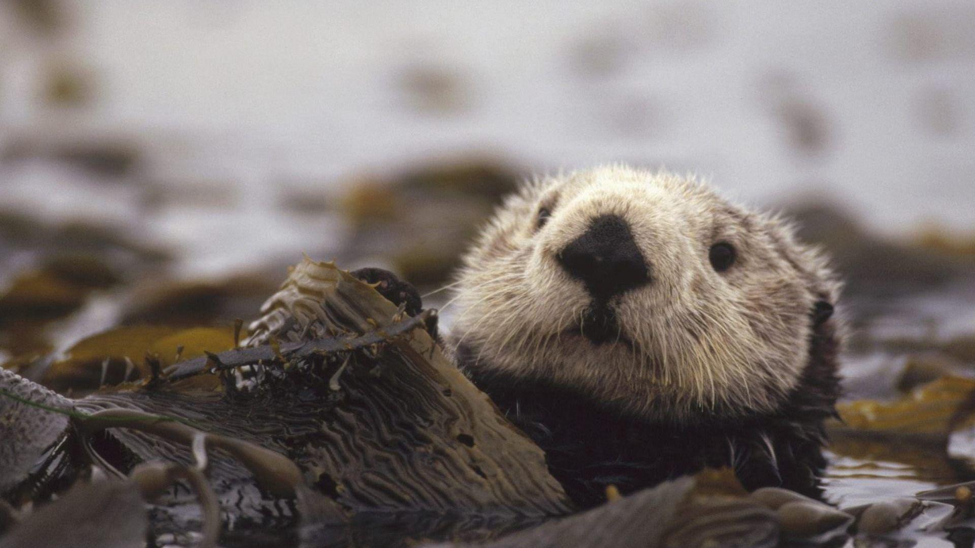 435063 otters animals nature seaweed sea  Rare Gallery HD Wallpapers