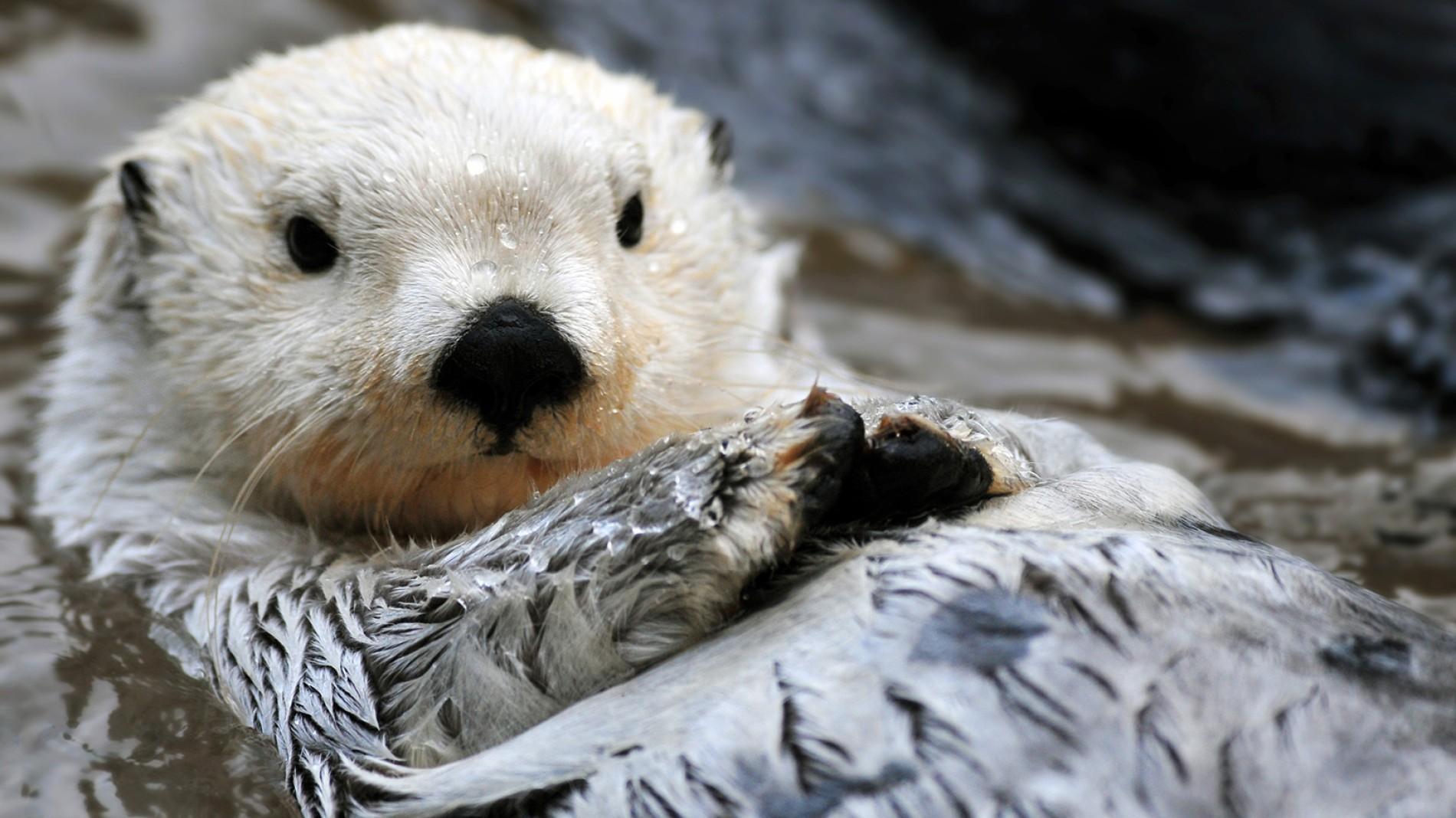 Sea Otter profile, picture, facts, range map