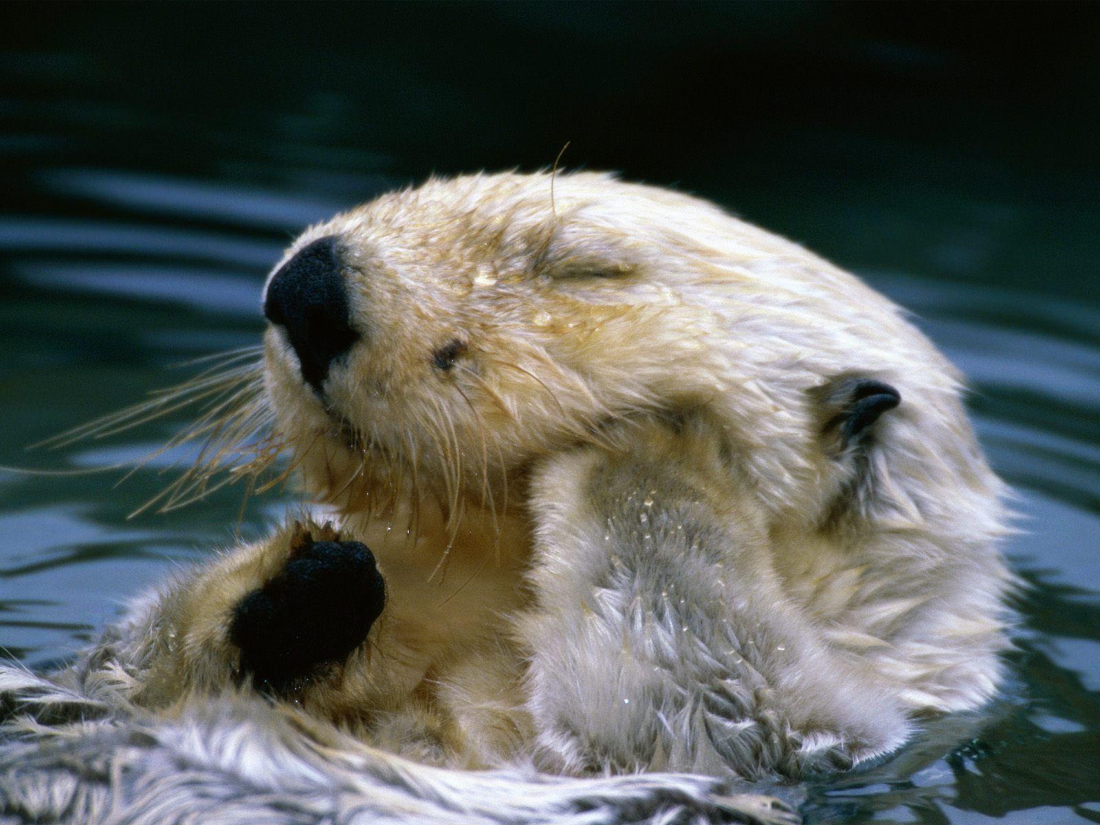 Sea Otter HD Desktop Wallpaper