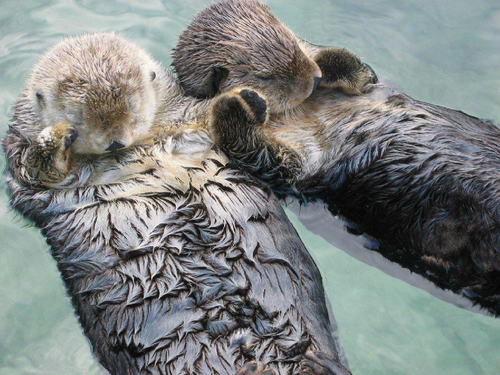 Sea otters holding