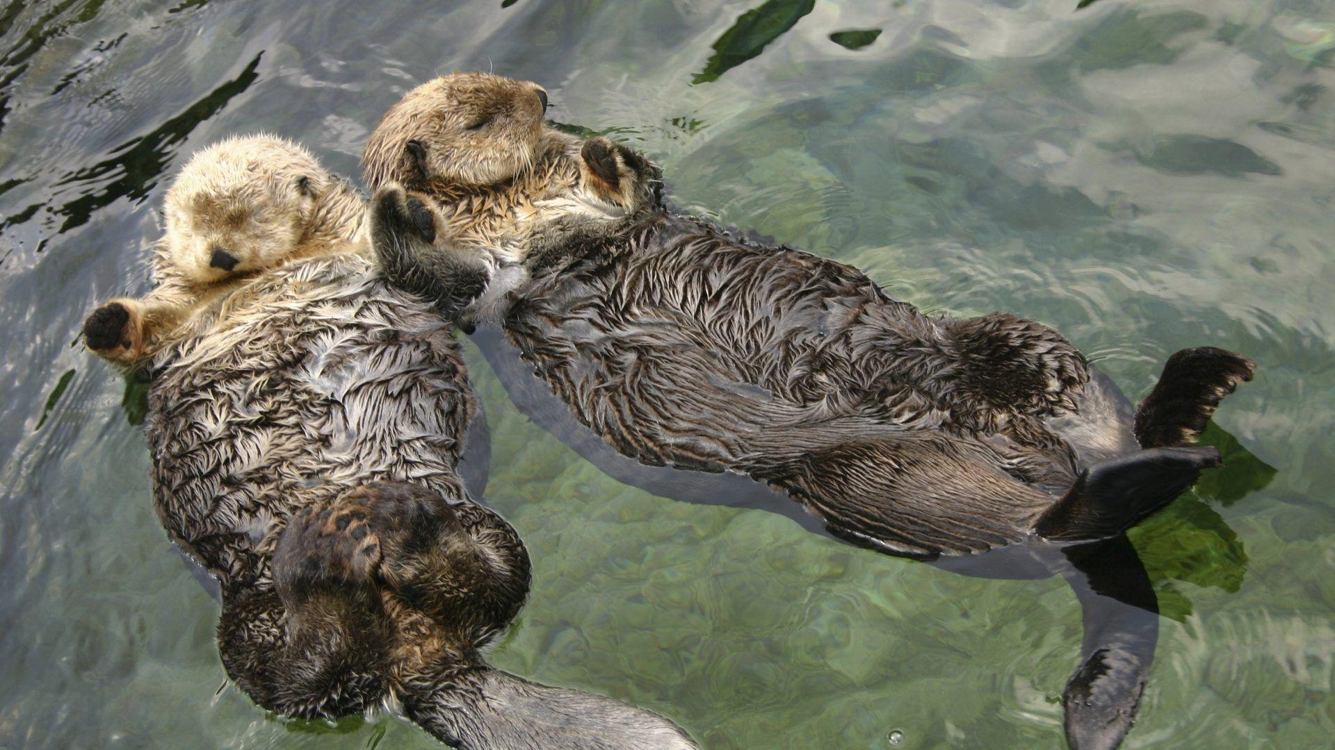 Otter Tag wallpaper: Ocean Sea Otter Background Pics Animals. Otter