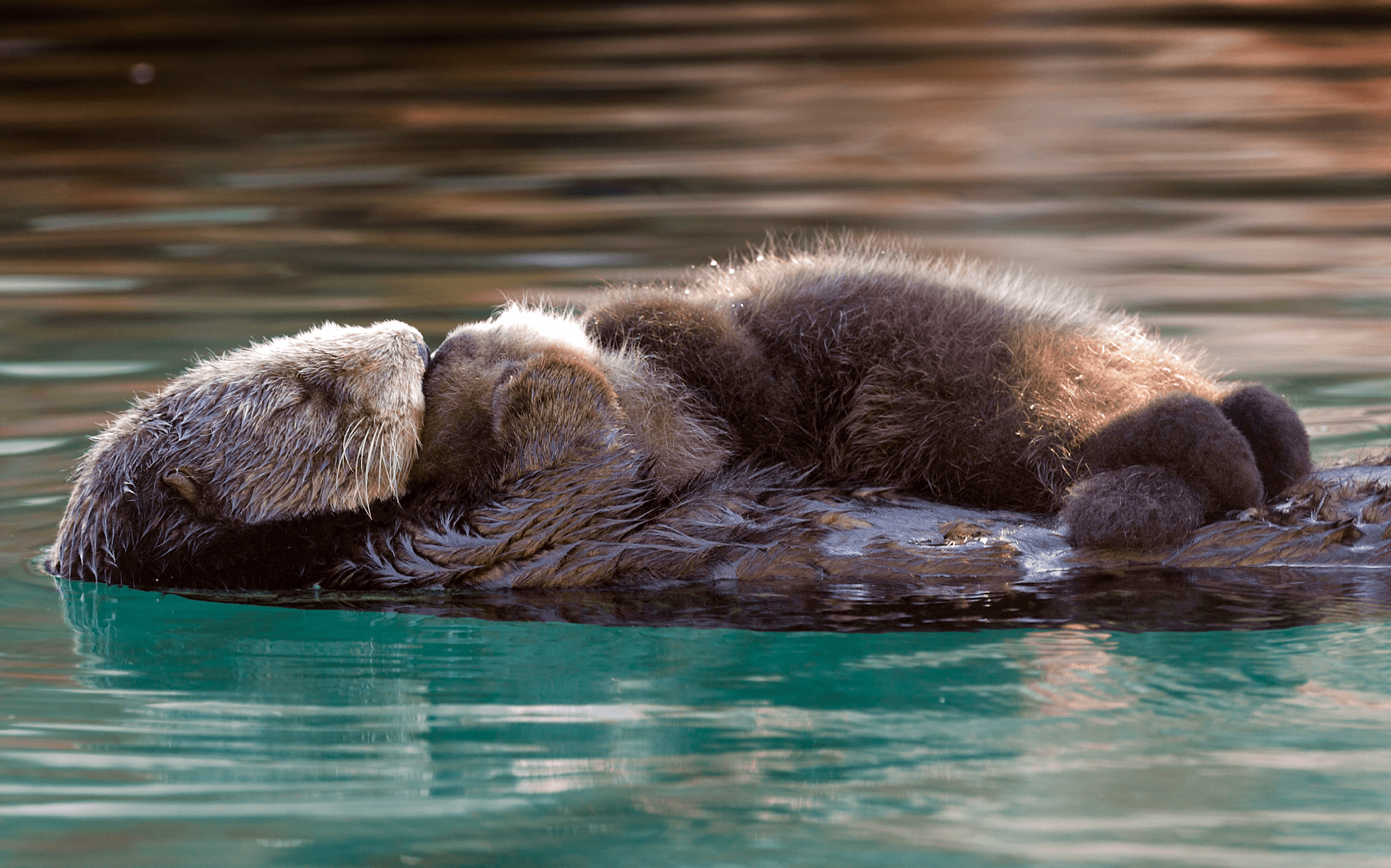 Southern Sea Otter Priority at the Monterey Bay Aquarium