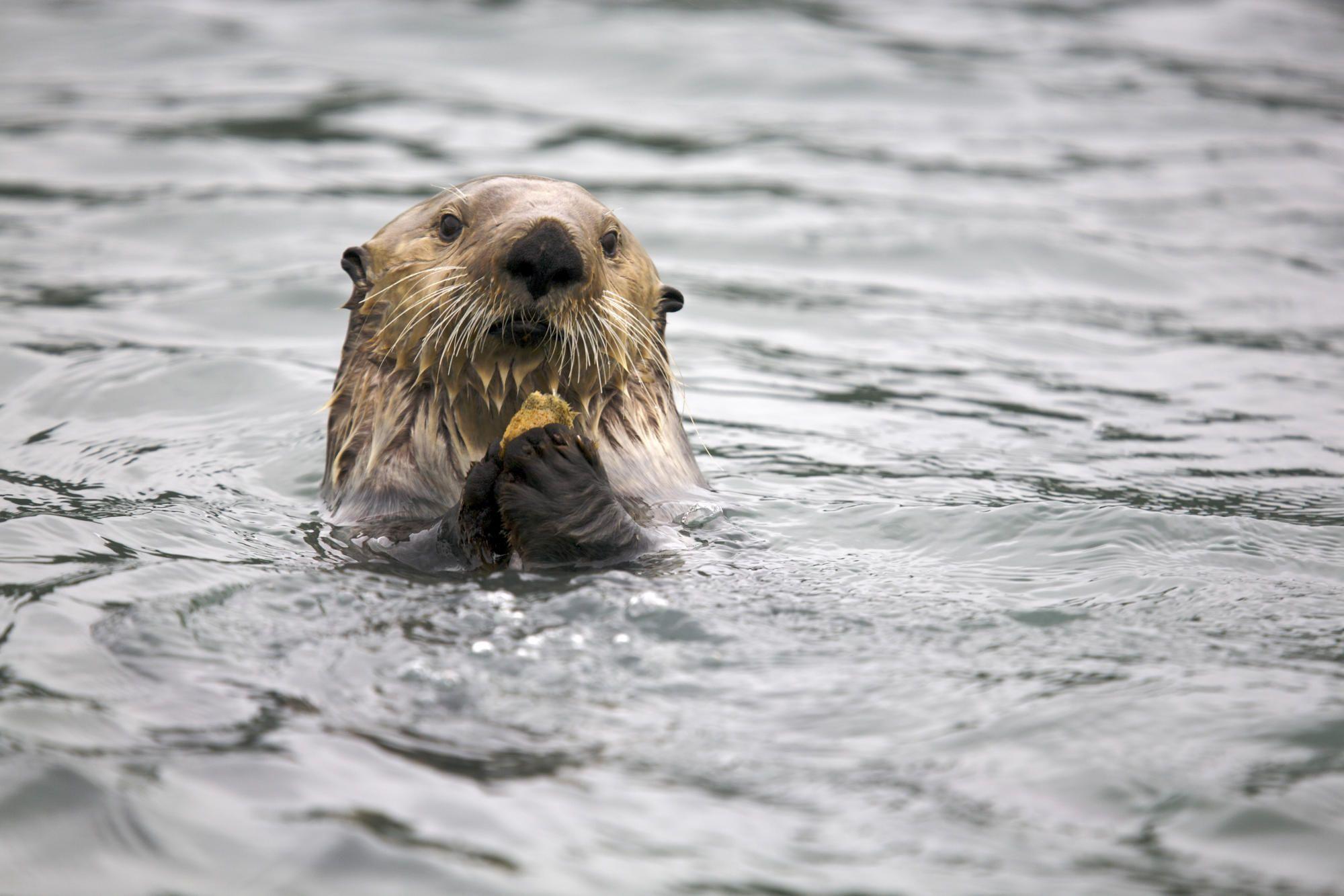 USA, Alaska, Glacier Bay National Park, Northern sea otter Enhydra