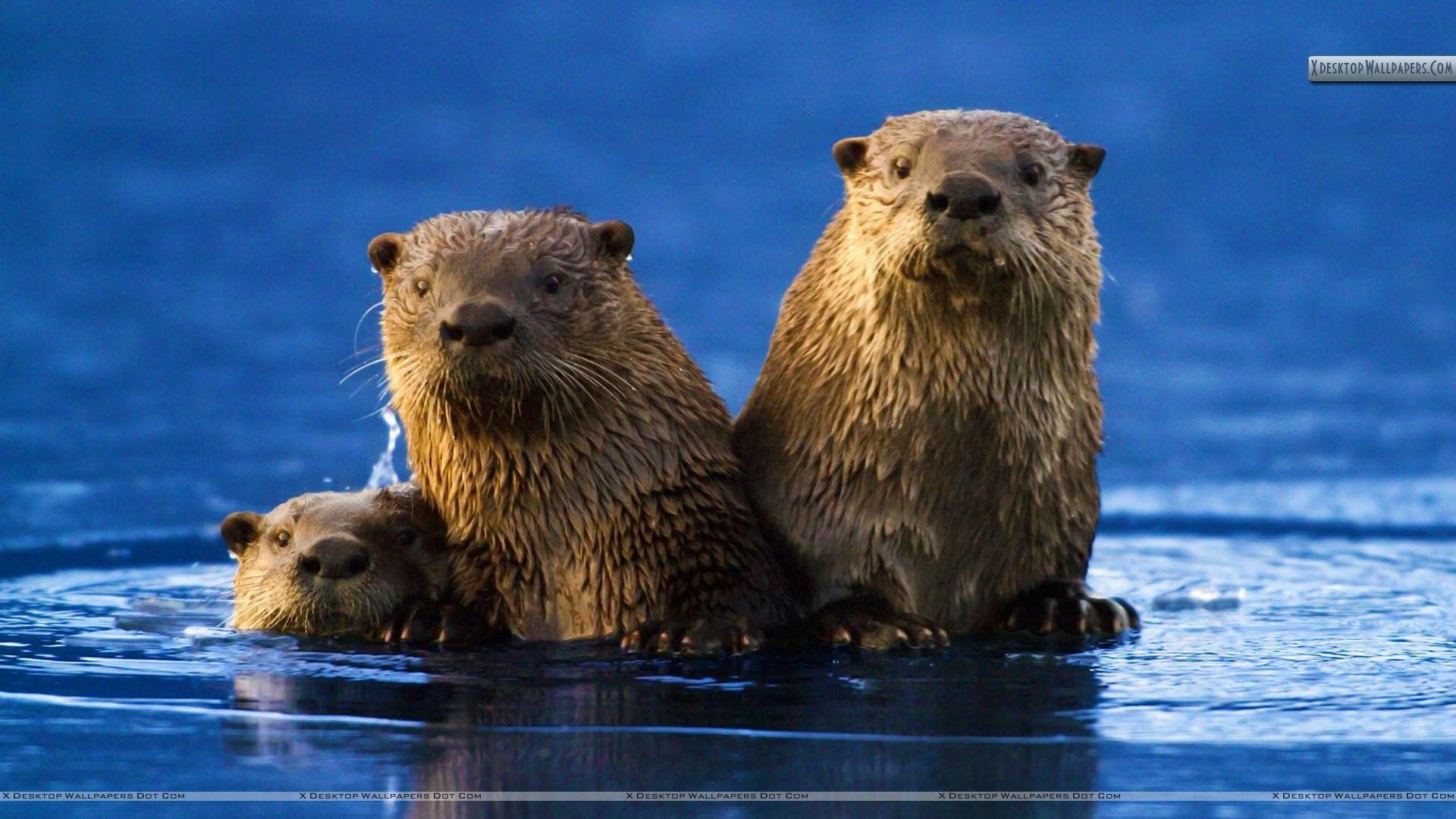 Sea Otter Family Wallpaper