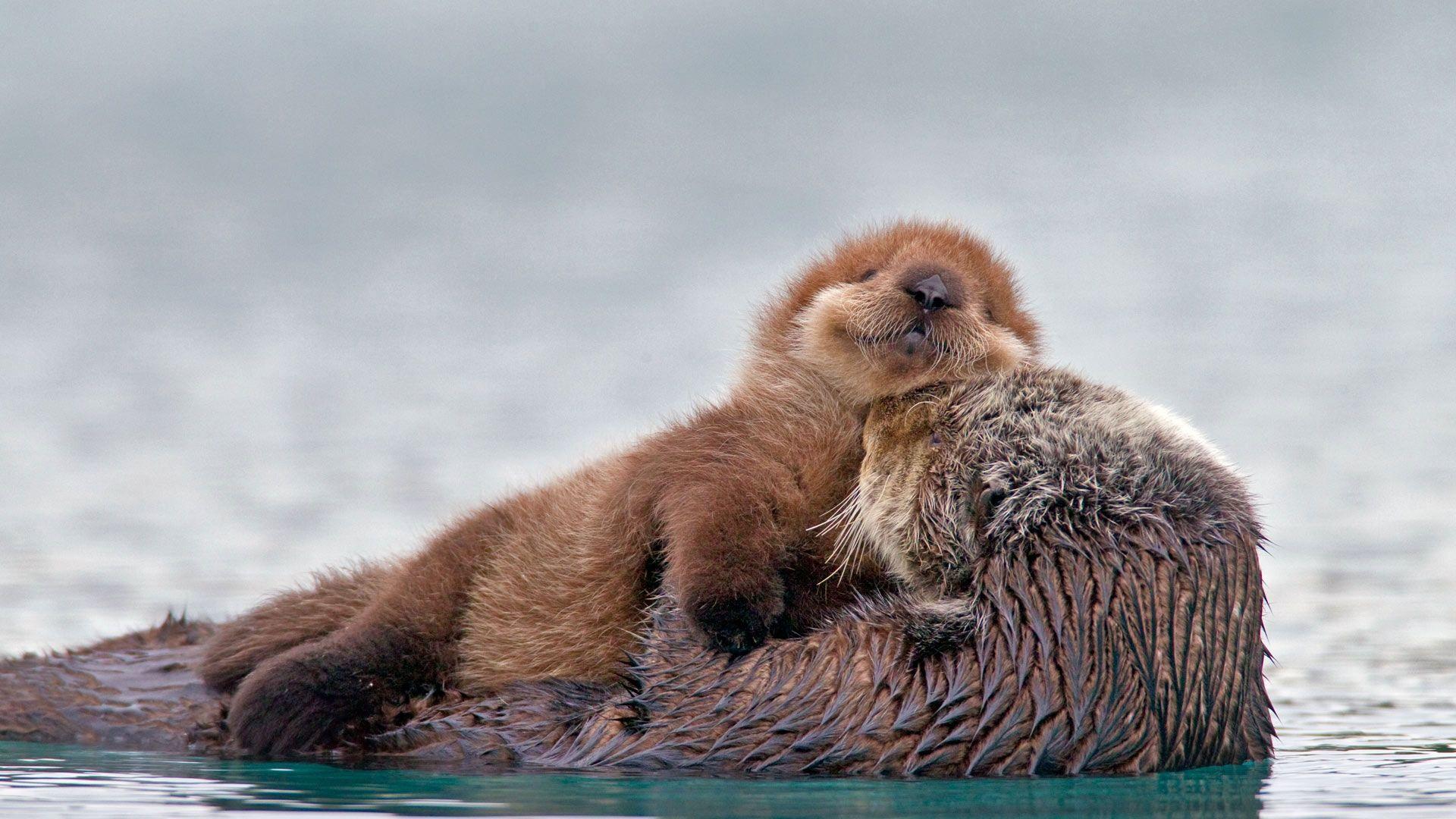 Bing Image Archive: Sea otter with pup, Prince William Sound, Alaska