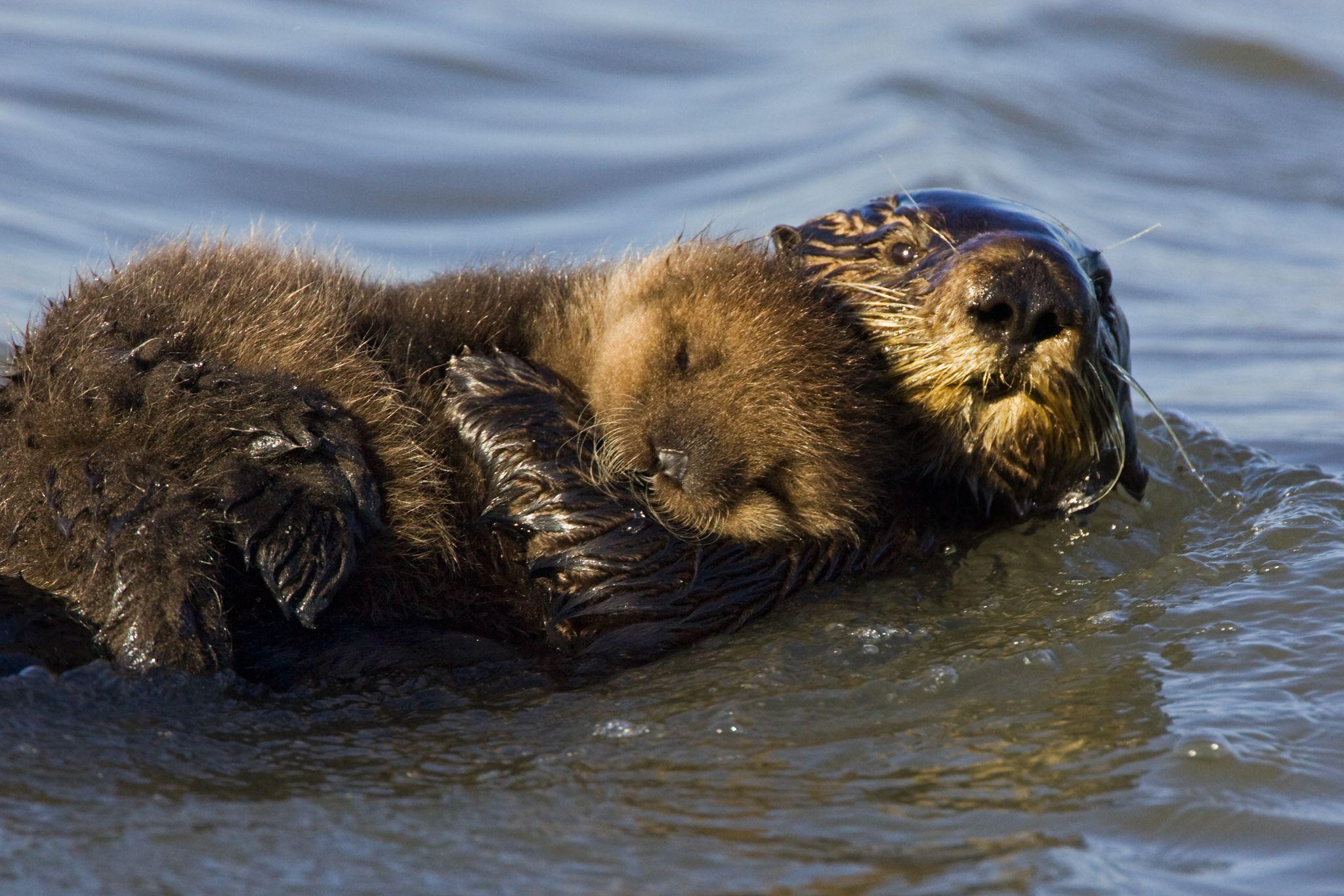 Sea Otter Moms Risk Lives to Raise Babies