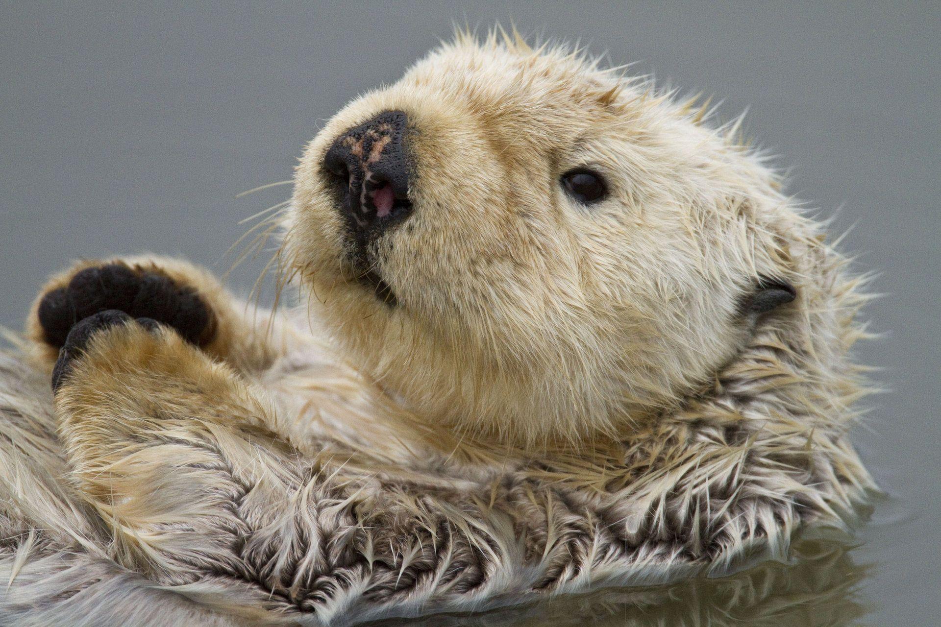 Could sea otters be the key to bovine TB? Focusing on Wildlife