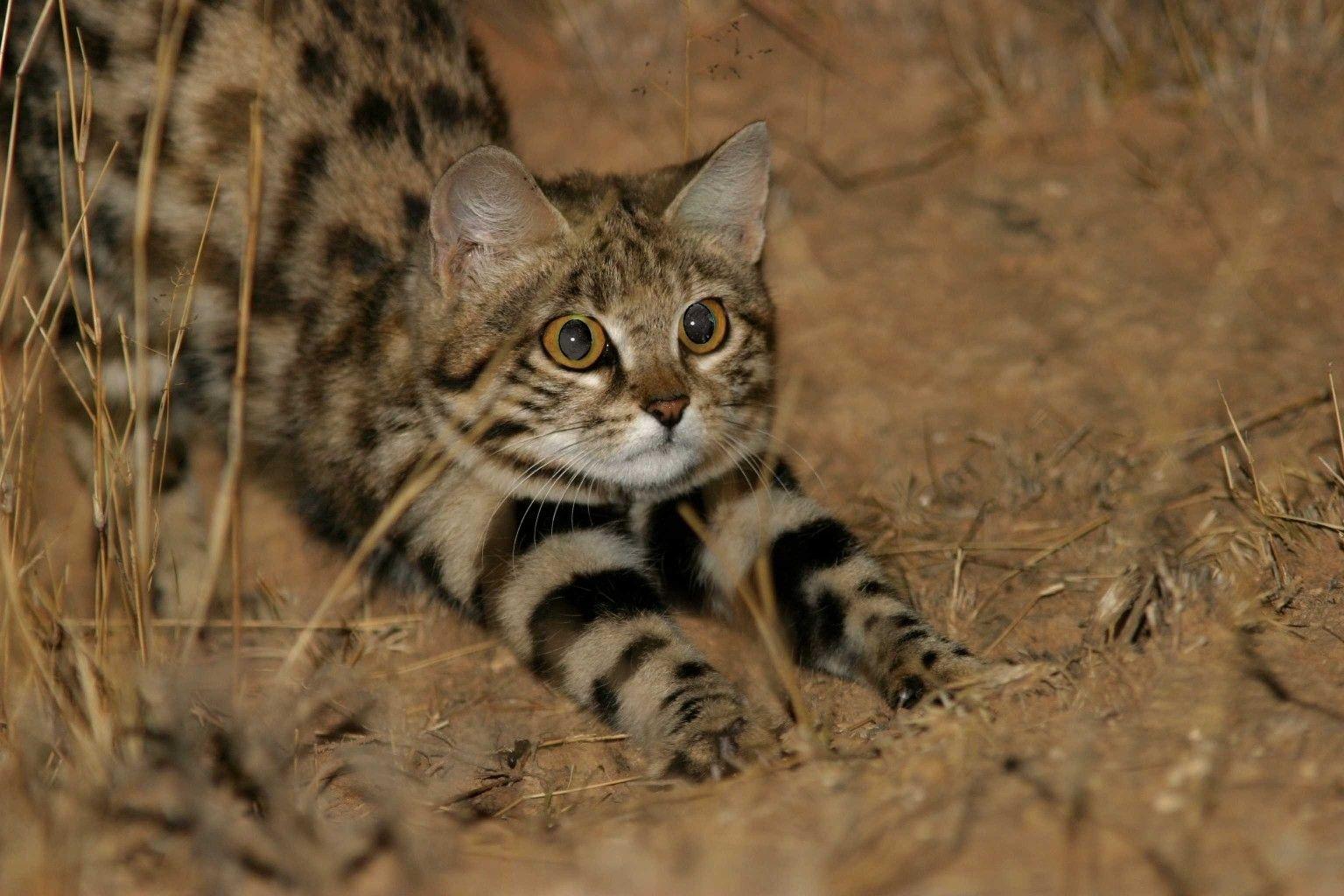 Black-footed Cat Wallpapers - Wallpaper Cave