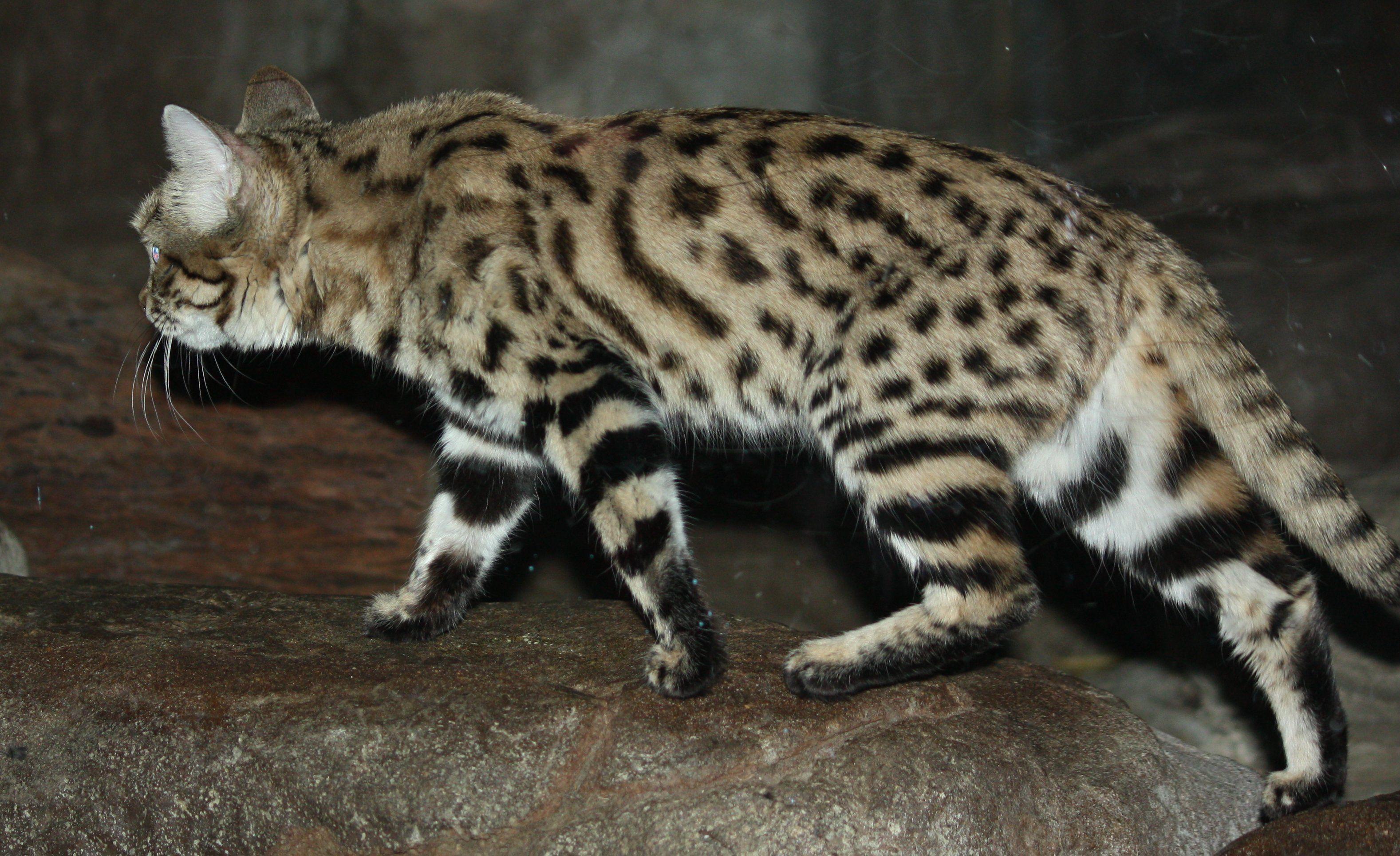 Black-footed Cat Wallpapers - Wallpaper Cave