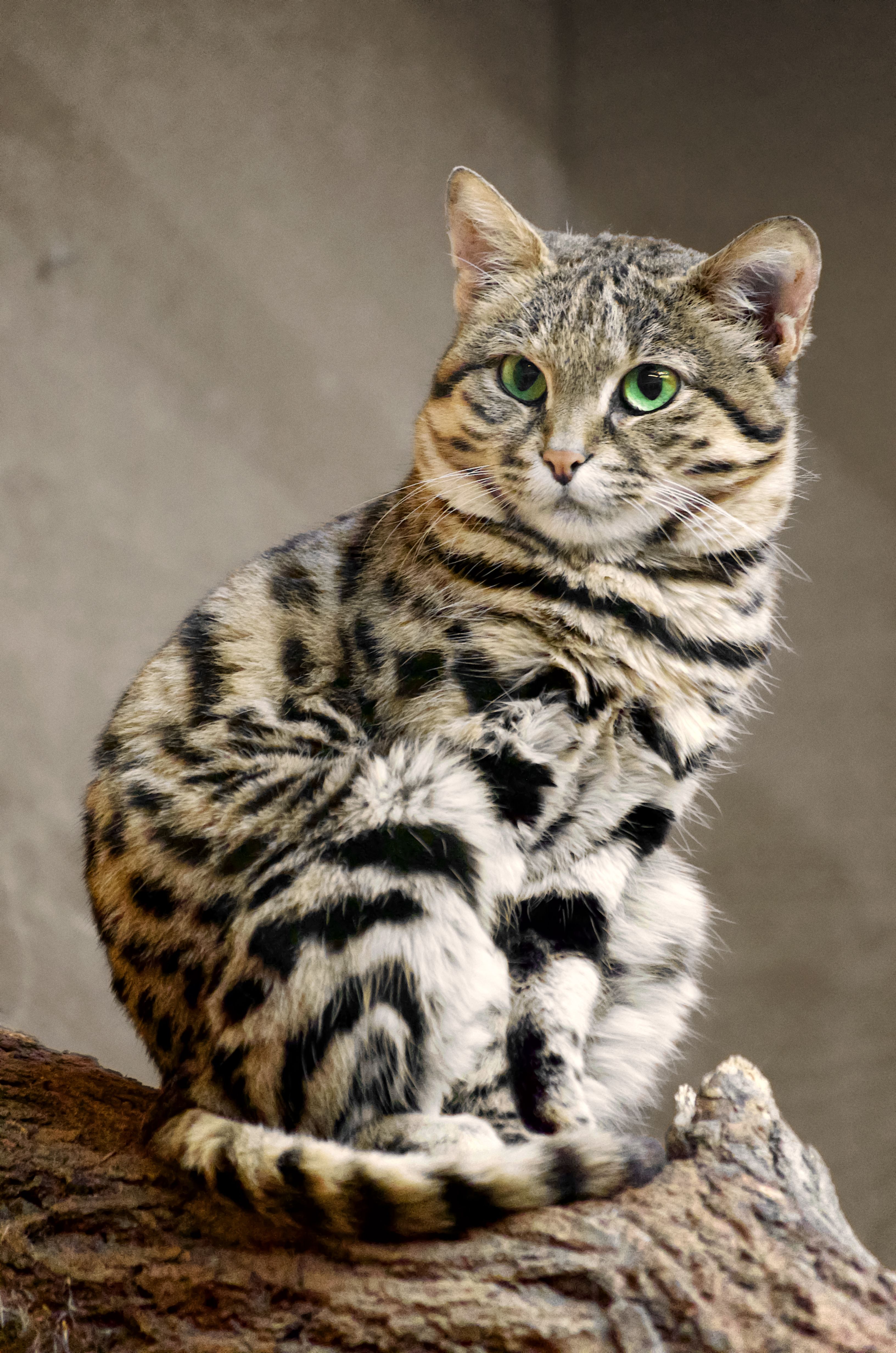 African black footed cat. Cats. Cat, Black and Animal