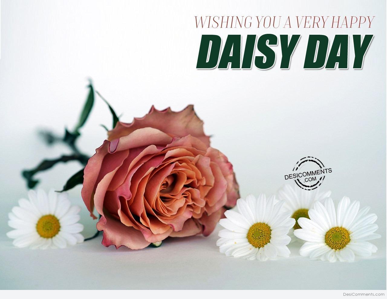 Daisy Day Picture, Image, Graphics