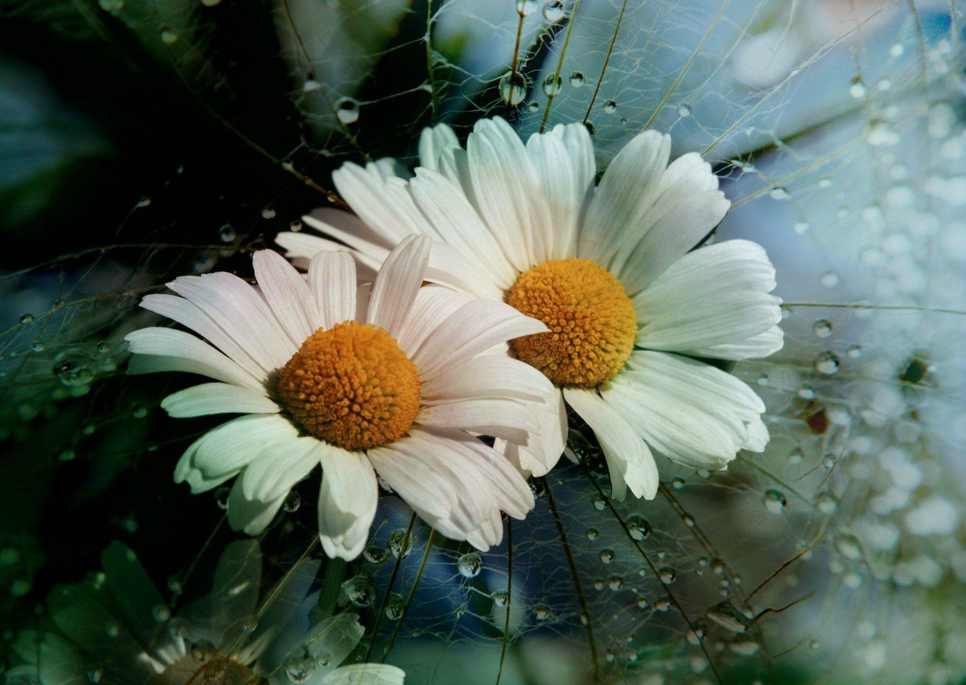 Flowers: Upsy Daisy Flowers Marguerite White Desktop Background