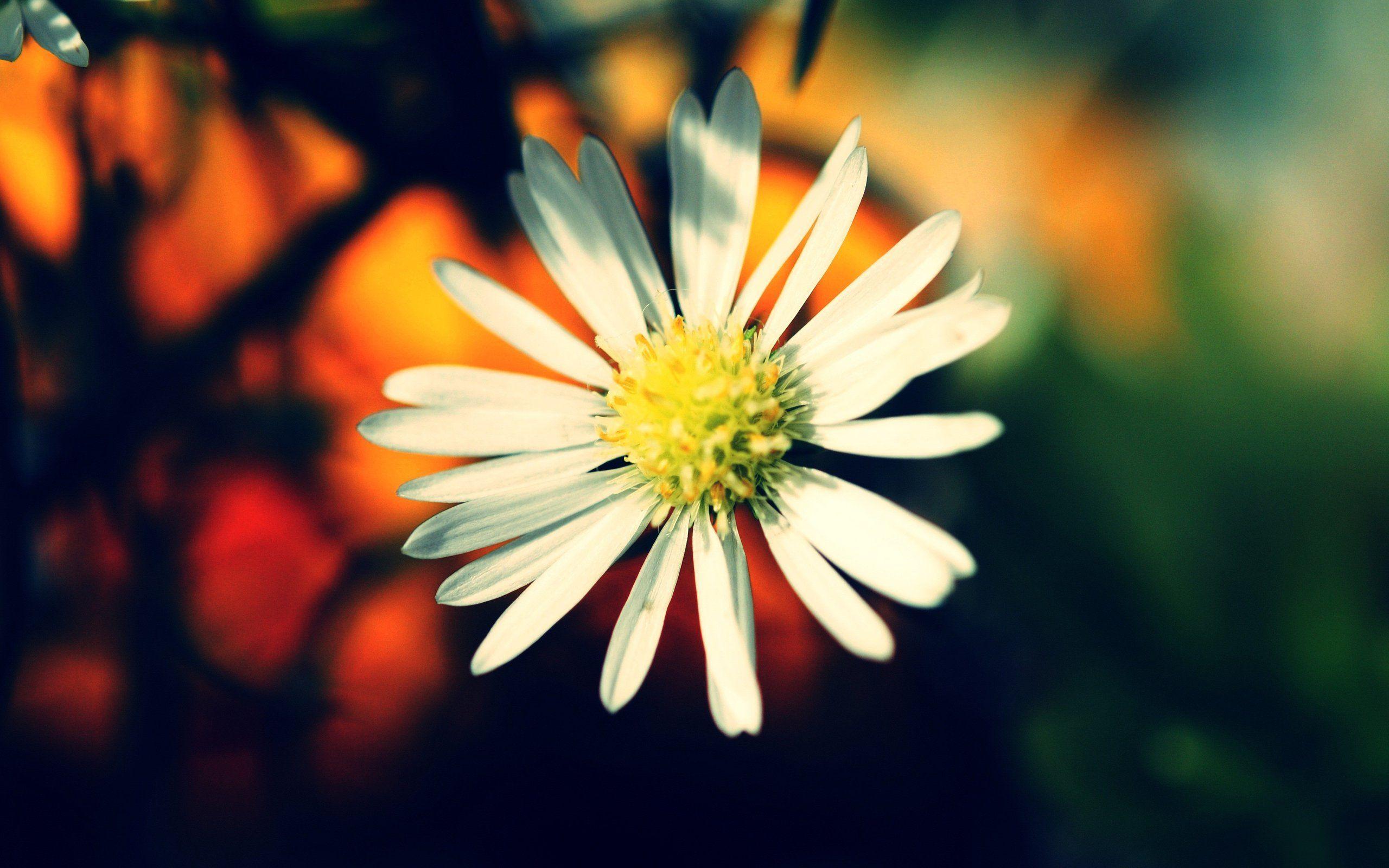White Daisy Flower wallpaper. nature and landscape