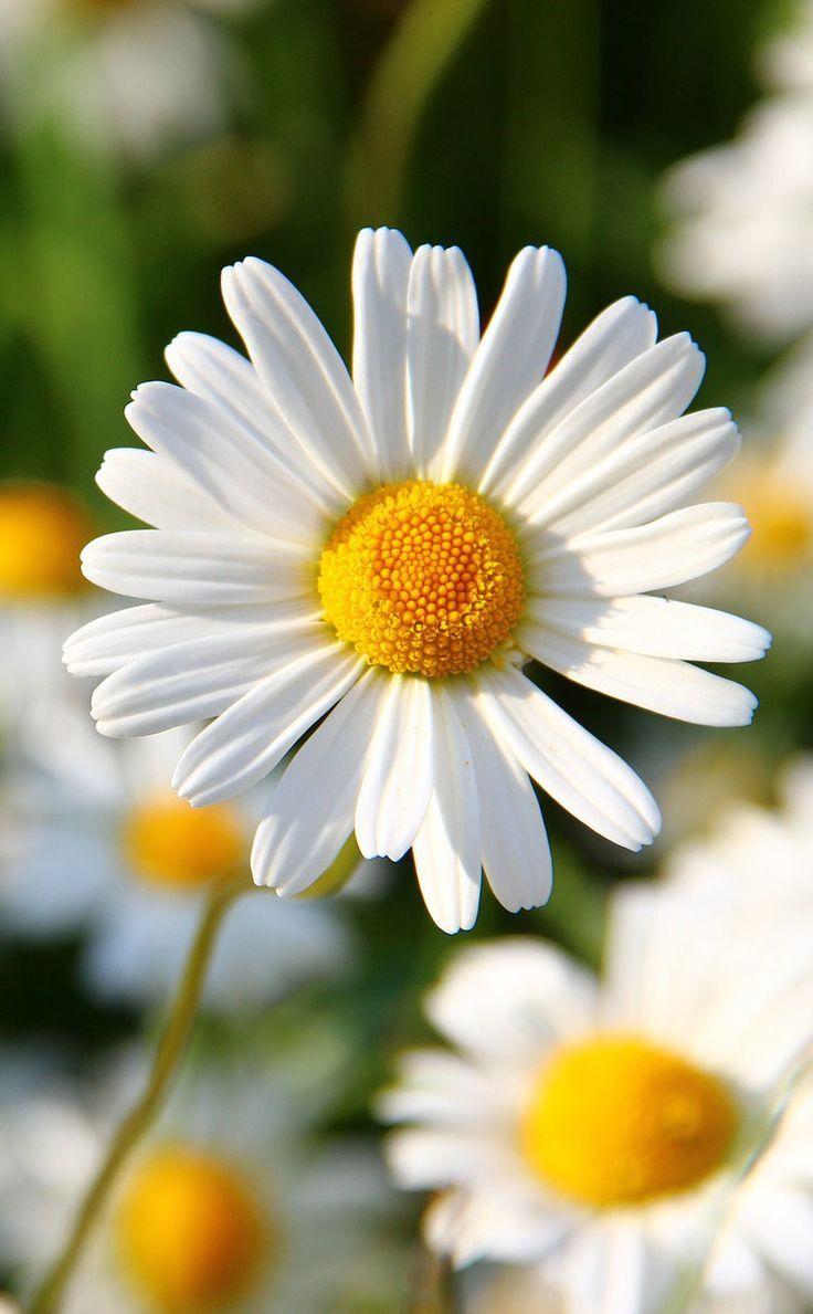 best Margaridas/ Daisies image. Daisies