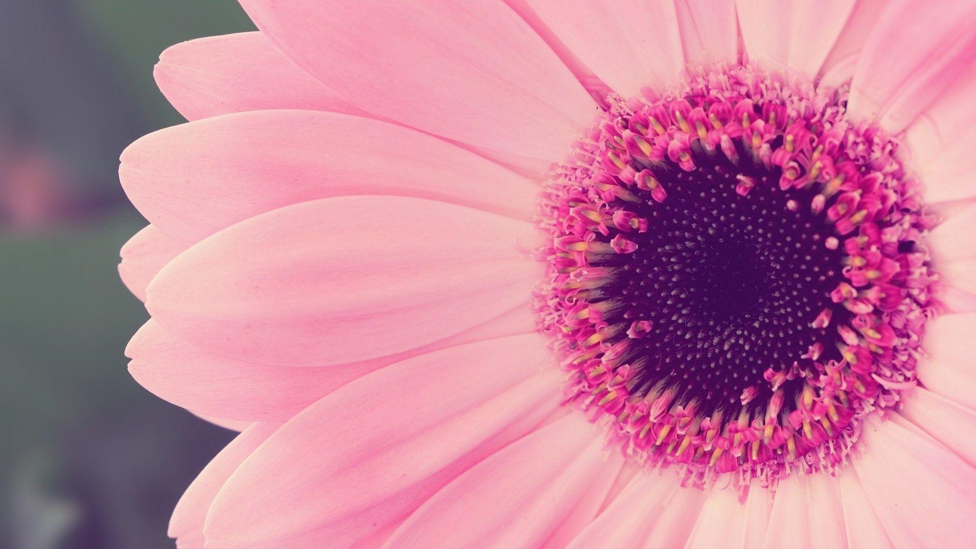 Flowers: Pink Flower Flowers Beautiful Pretty Nature Wallpaper