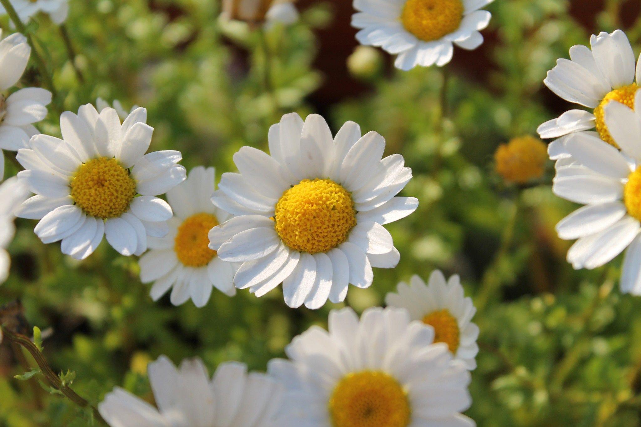 White Daisy Flower wallpaper. nature and landscape
