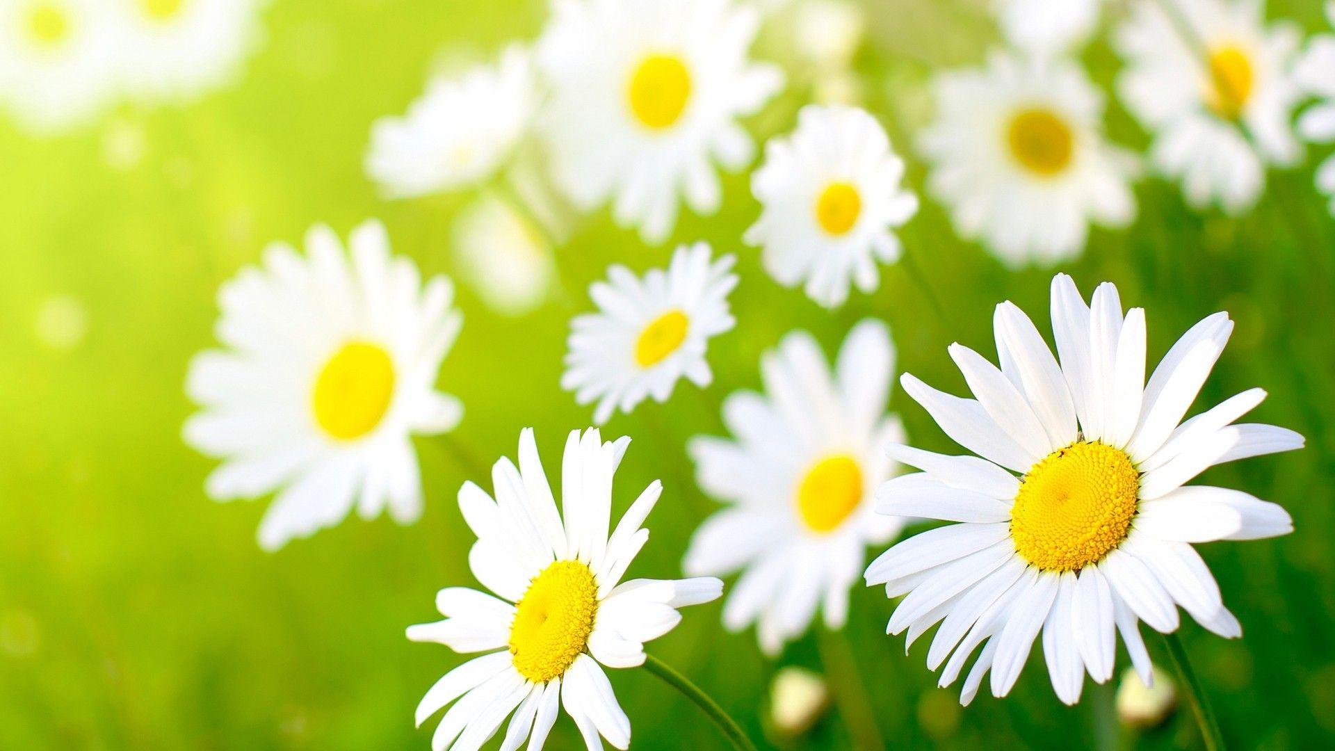 White Daisy Flower wallpaper. nature and landscape