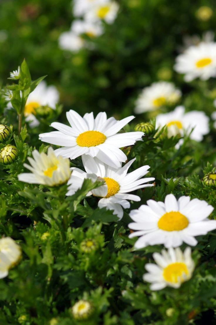 best Daisy Cottage image. Daisies, Margarita