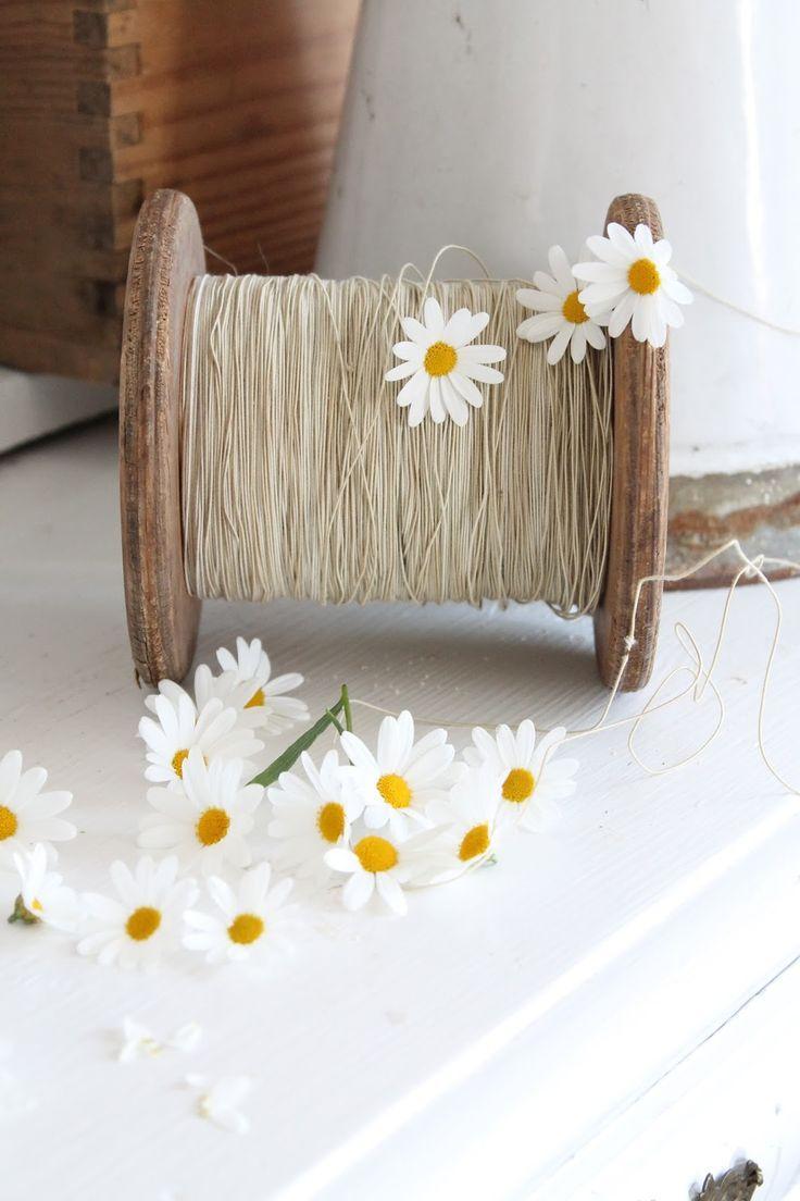 best uPsY DaiSy image. Daisies, Margarita