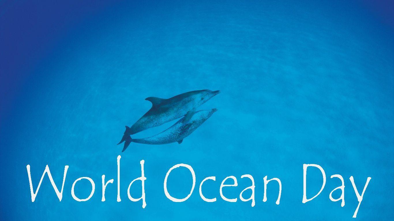 World Ocean Day Dolphins Love Ocean Wallpaper