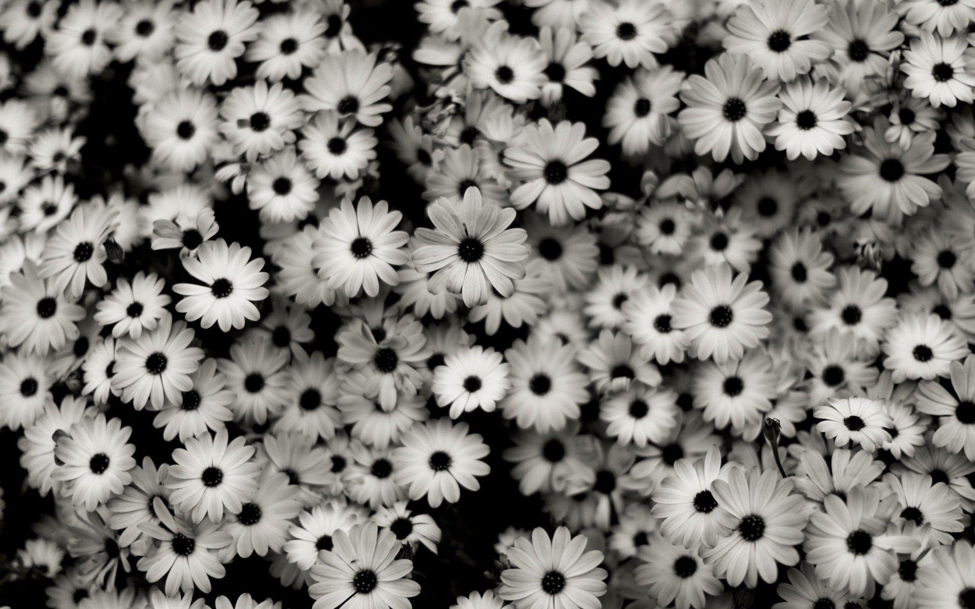 White Daisy wallpaper. nature and landscape