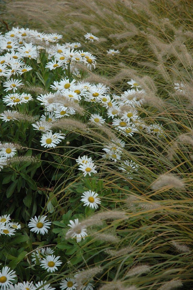 best uPsY DaiSy image. Daisies, Margarita