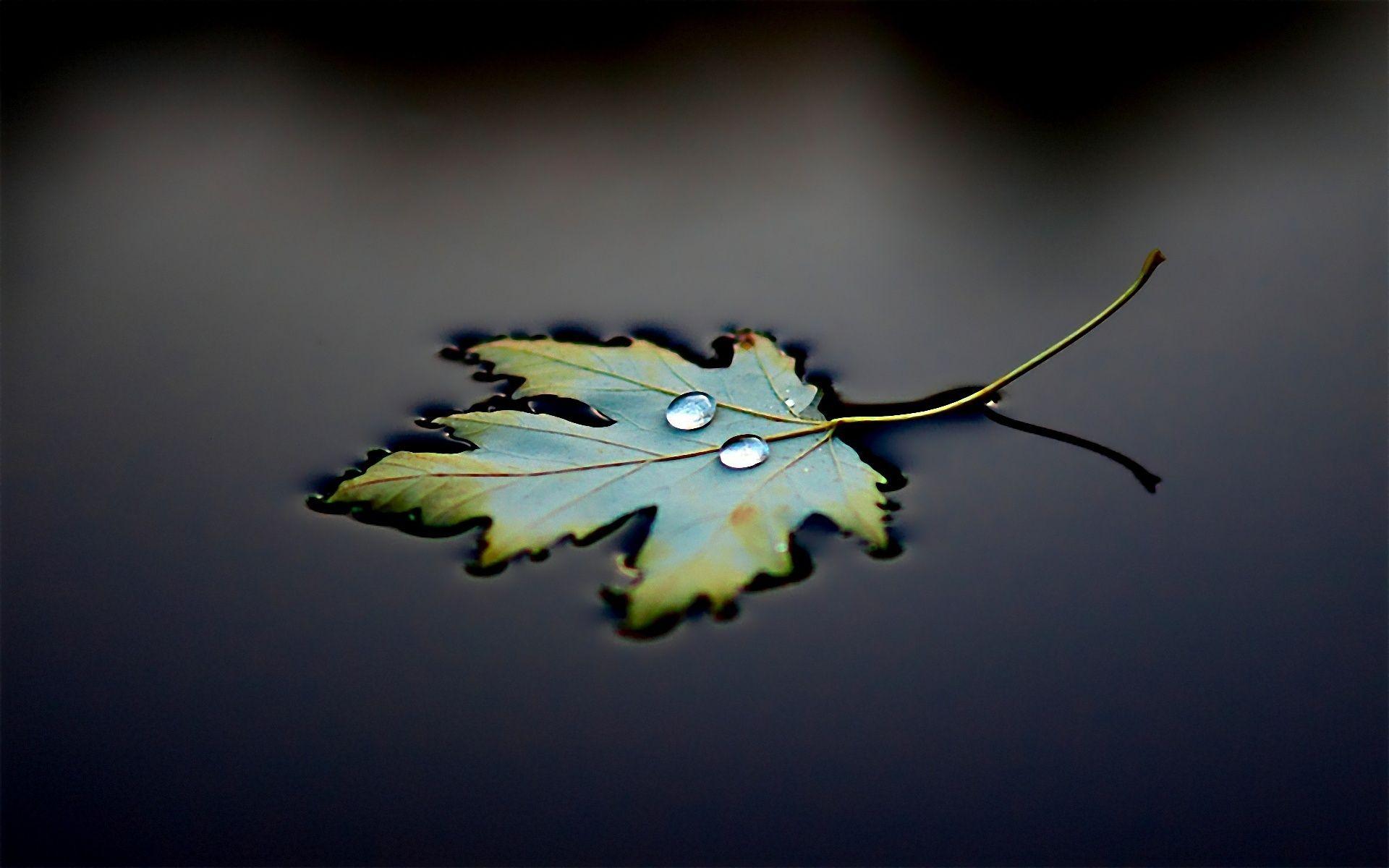 Drops, Black background, Water, Reflection, leaf wallpaper