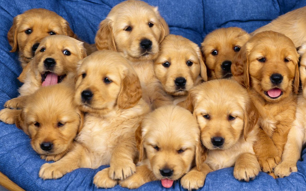 Cute Puppies :)