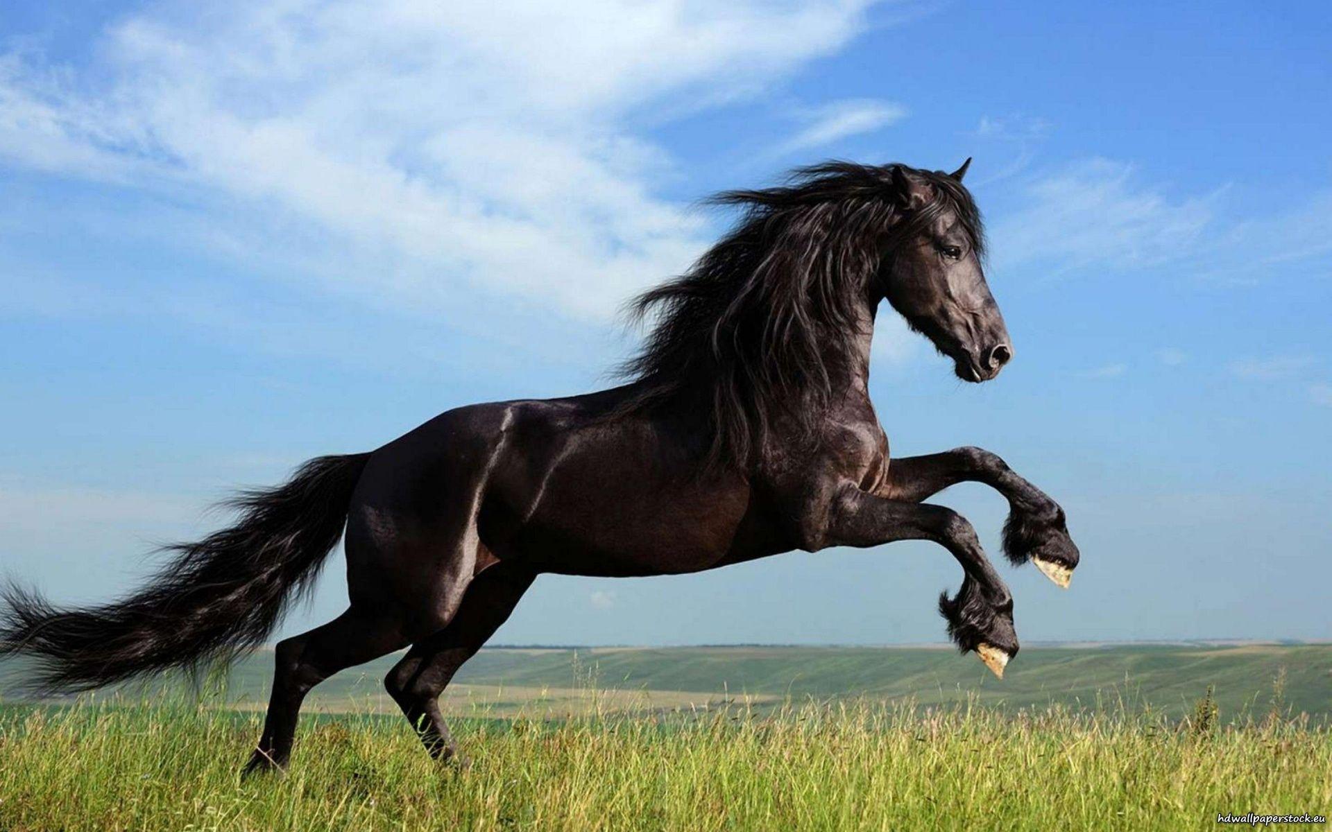 Jumping Black Horse Hd Wallpaper Cool Desktop Background