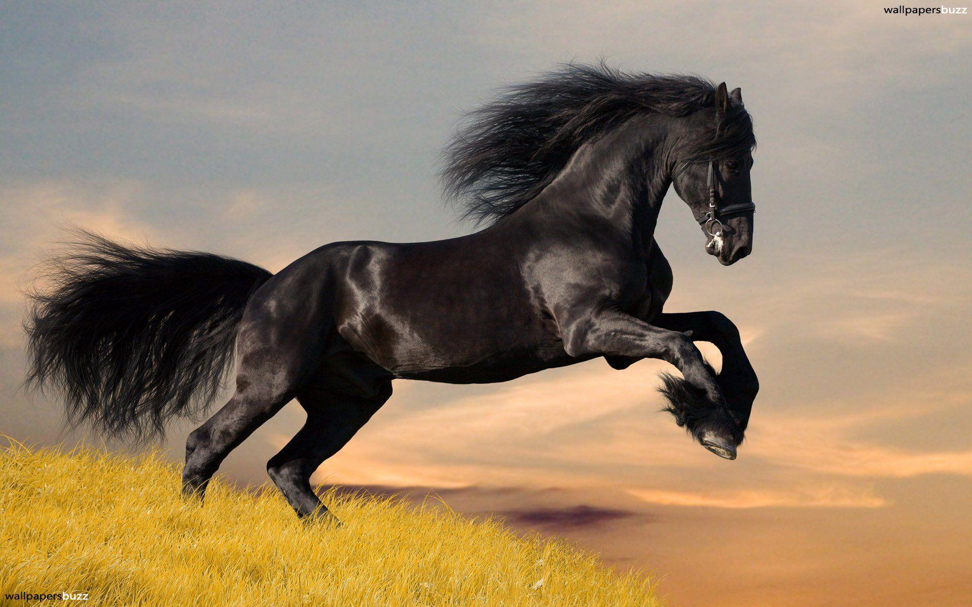 Jumping black horse HD Wallpaper