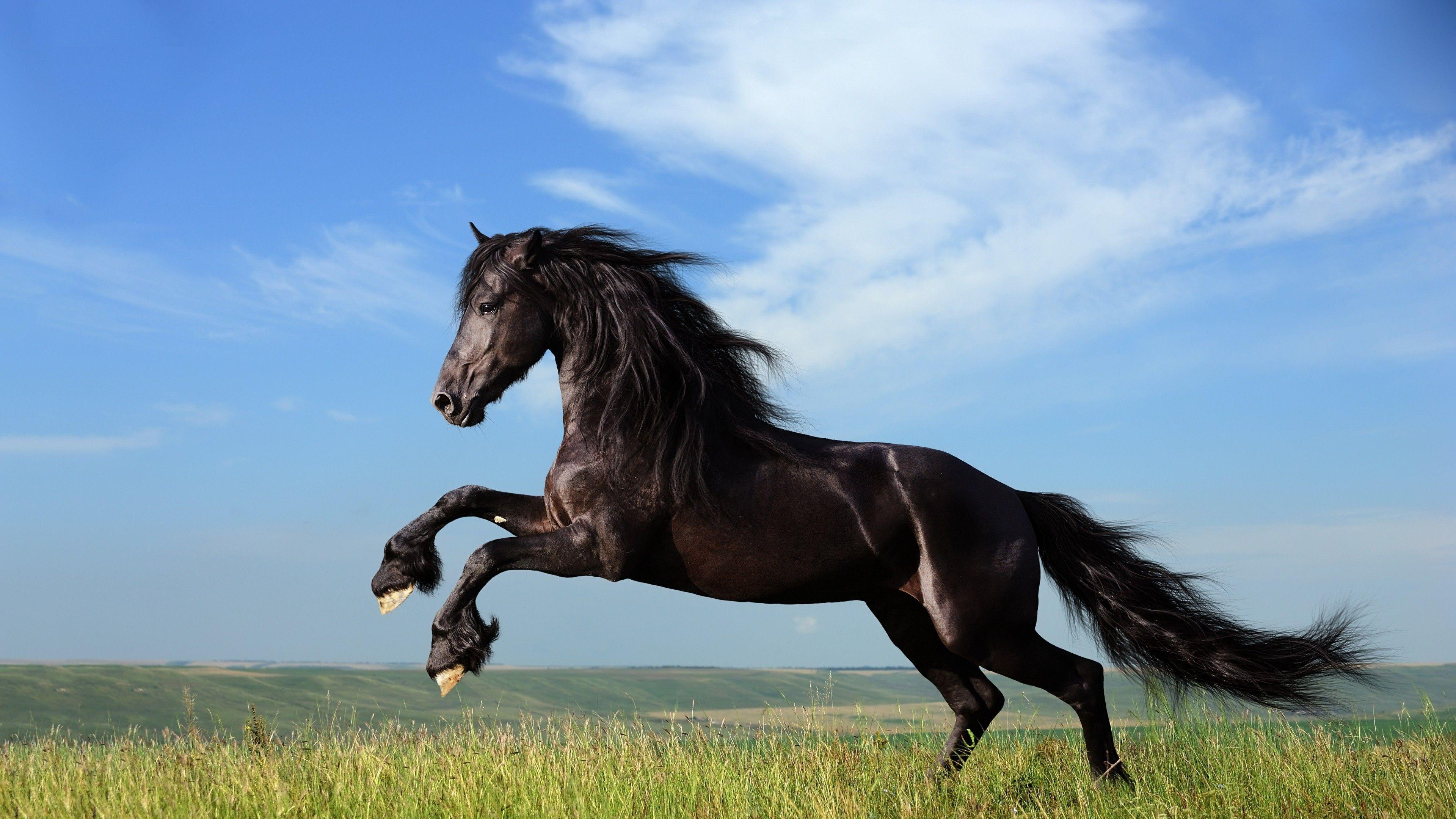Horse Jump, HD Animals, 4k Wallpaper, Image, Background, Photo