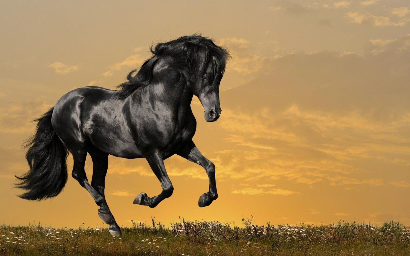Black Horse Full HD Wallpaper 2389