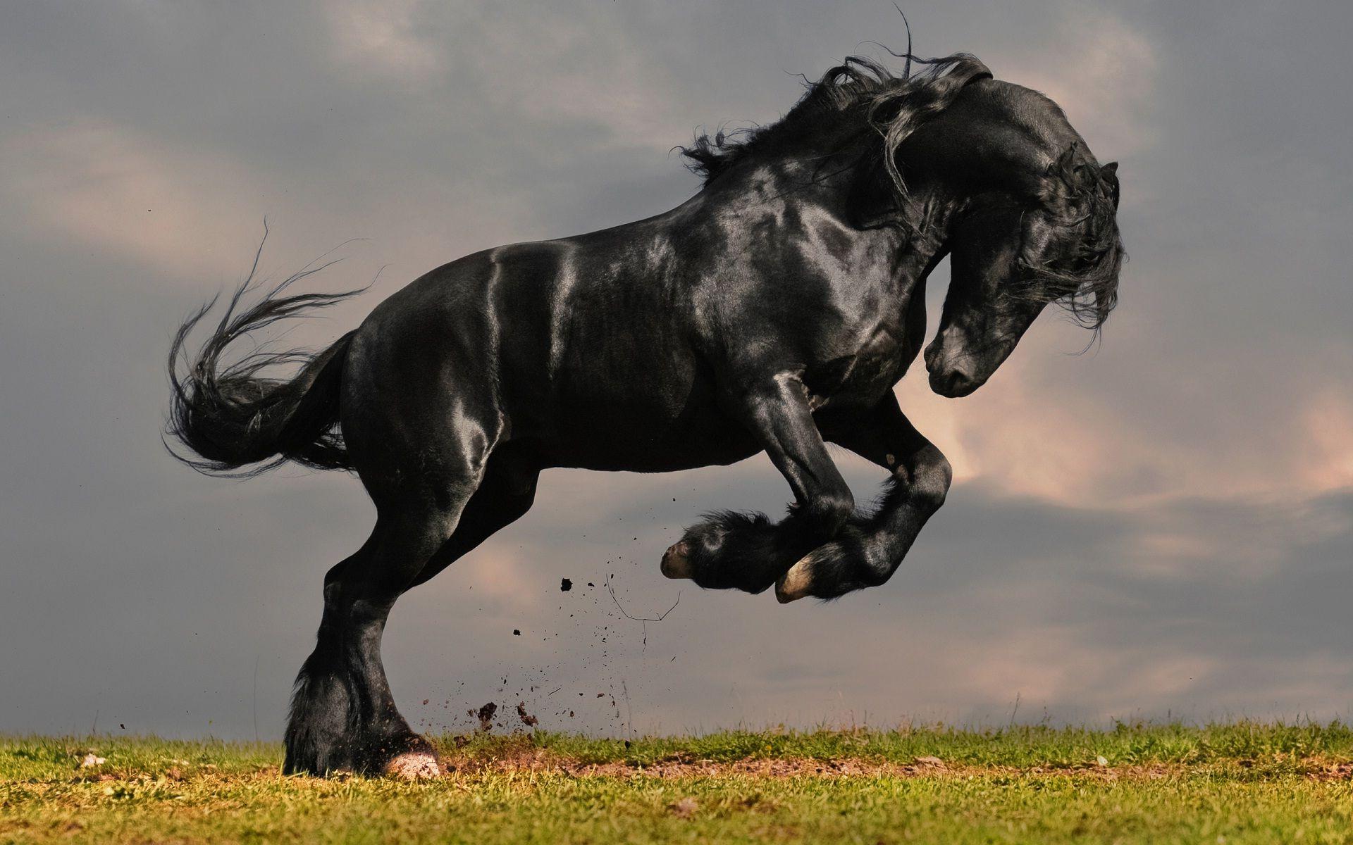 Black horse refreshing mood. HD Wallpaper Rocks
