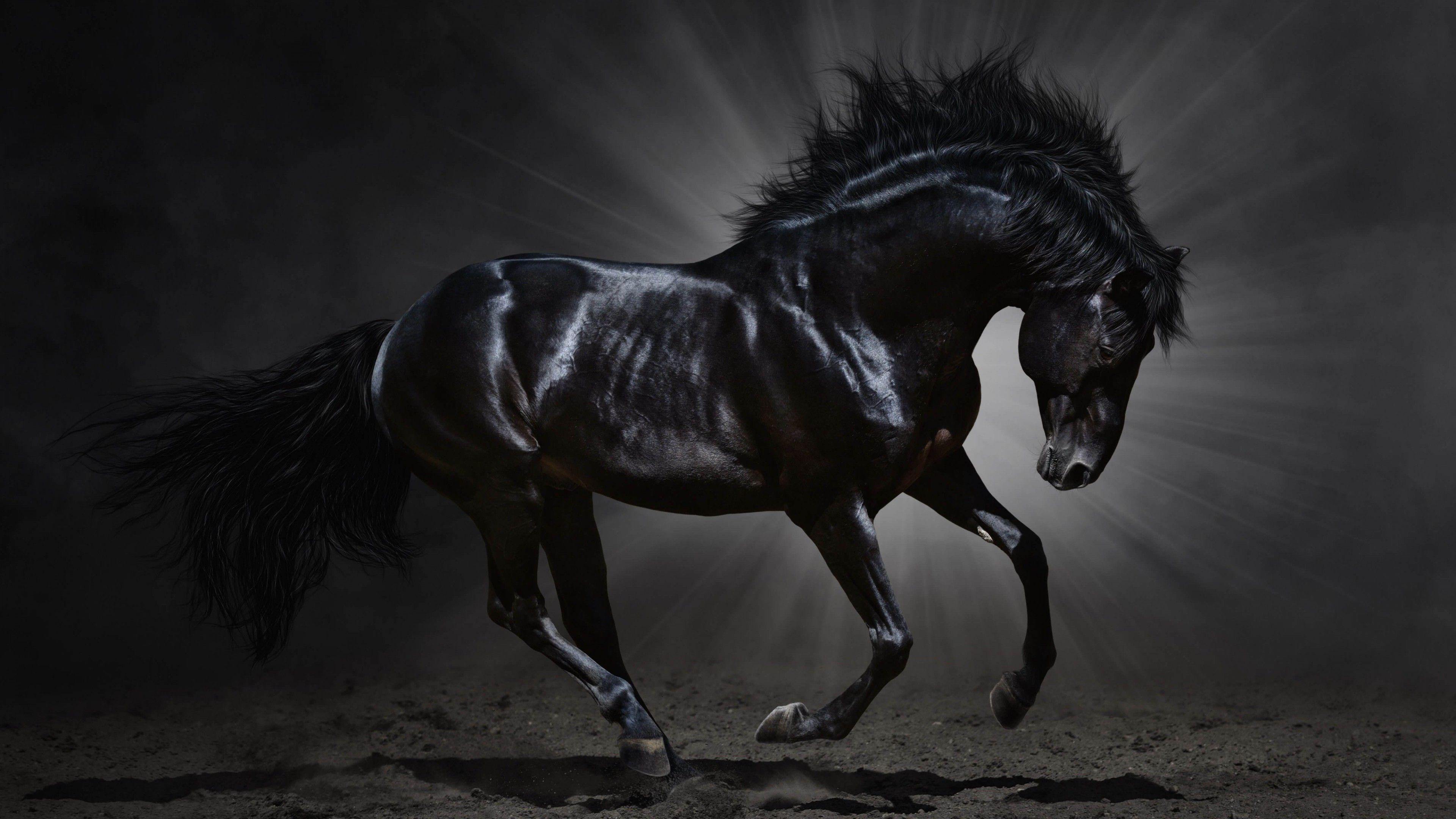 Premium AI Image | Horse animal abstract wallpaper Contrast background  stallion in vivid colors Ai Generated