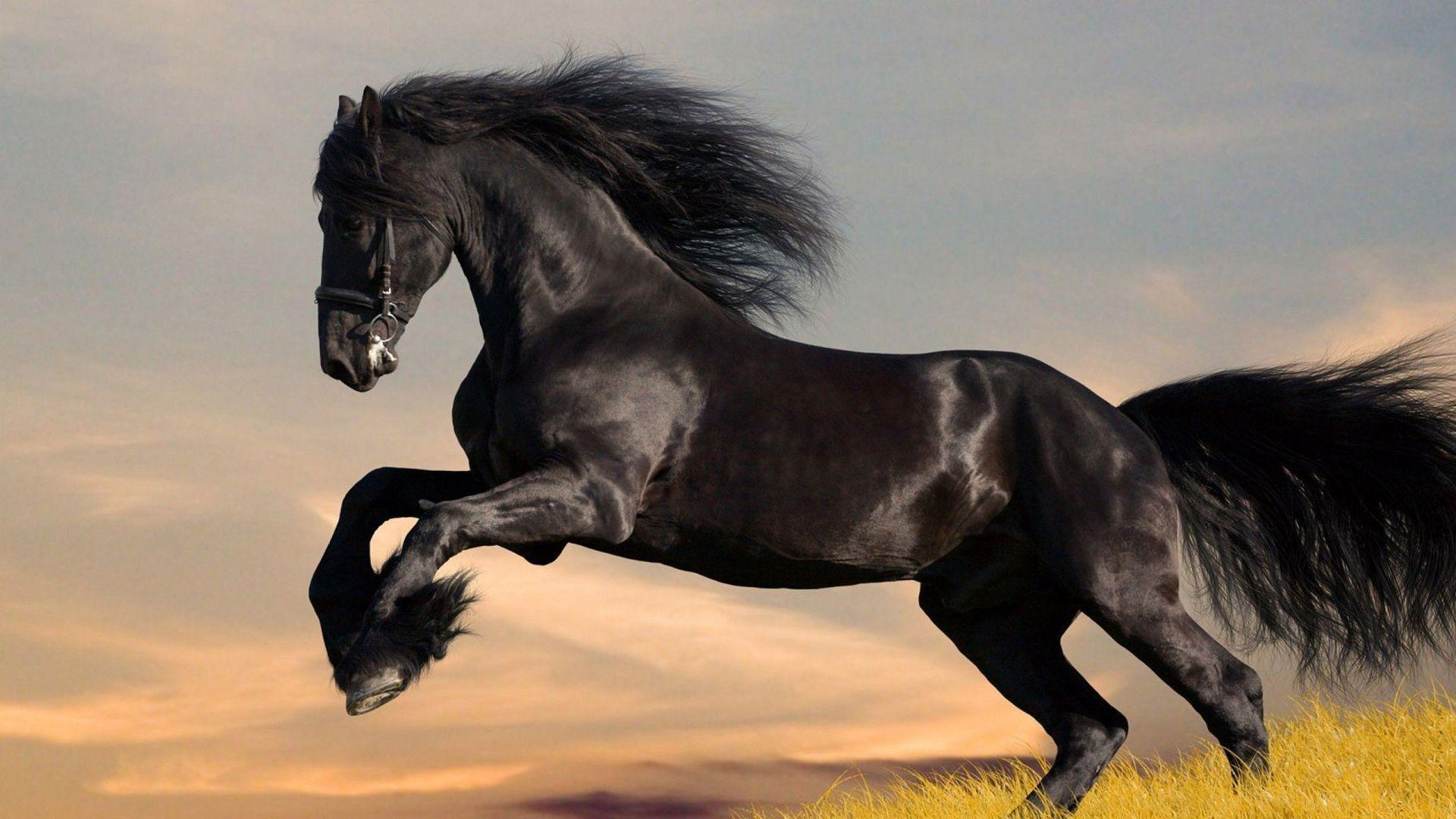 Friesian Horse HD Wallpaper. Download Free Desktop Wallpaper