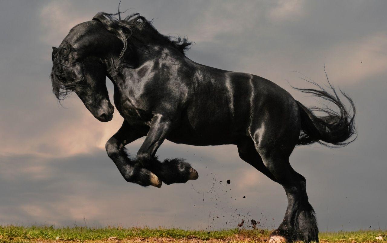 Gorgeous Black Horse wallpaper. Gorgeous Black Horse