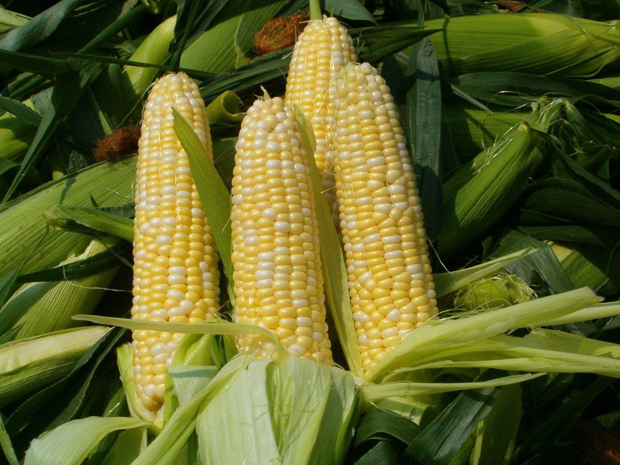 Sweetcorn image Sweetcorn HD wallpaper and background photo