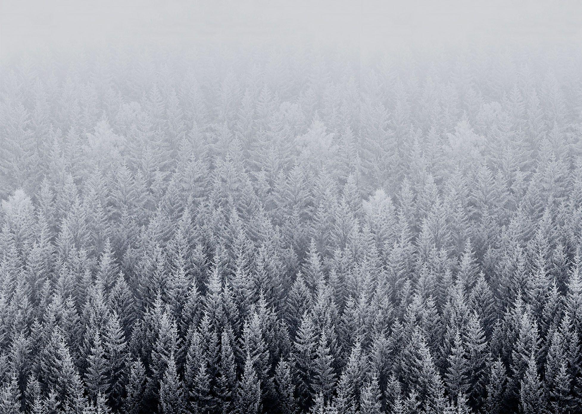 iOS 8 Snow Forest Default Mac Desktop Wallpaper