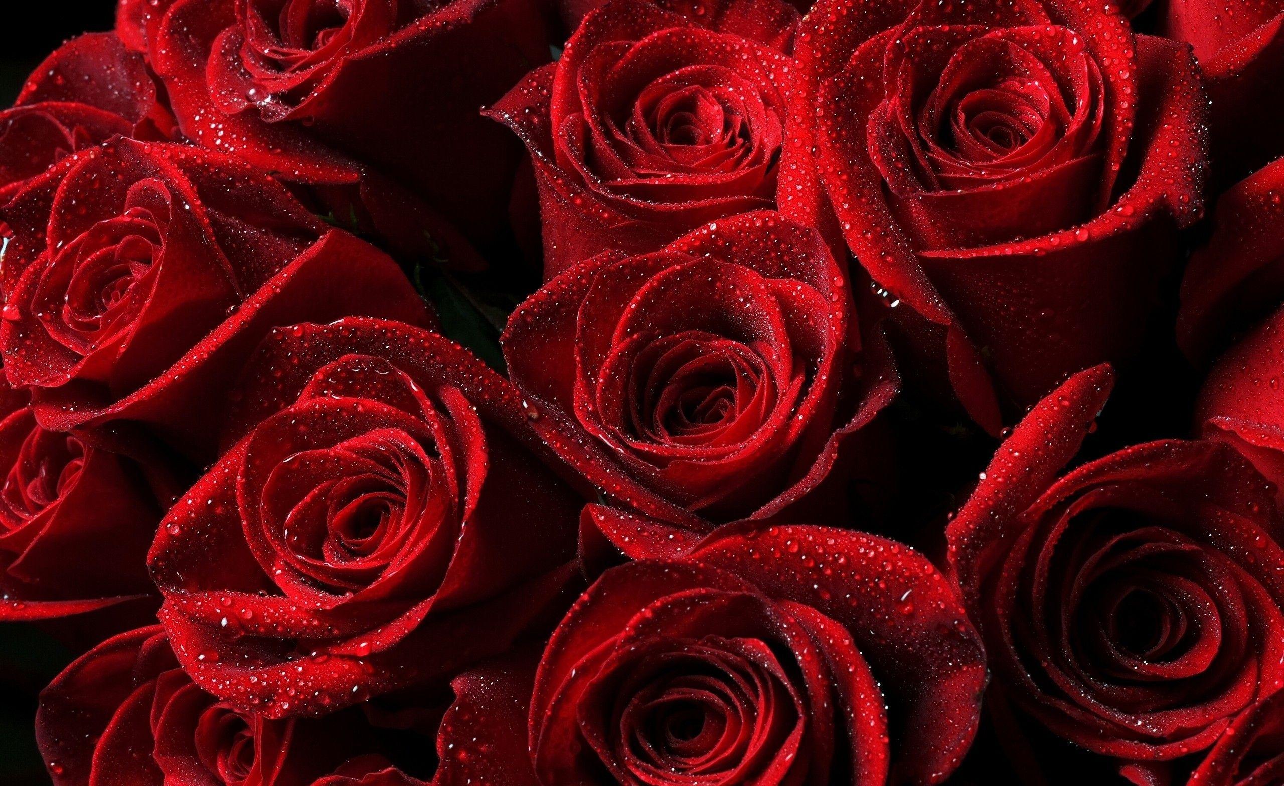 Flowers: Wet Red Roses Bouquet Beautiful Desktop Flower for HD 16:9