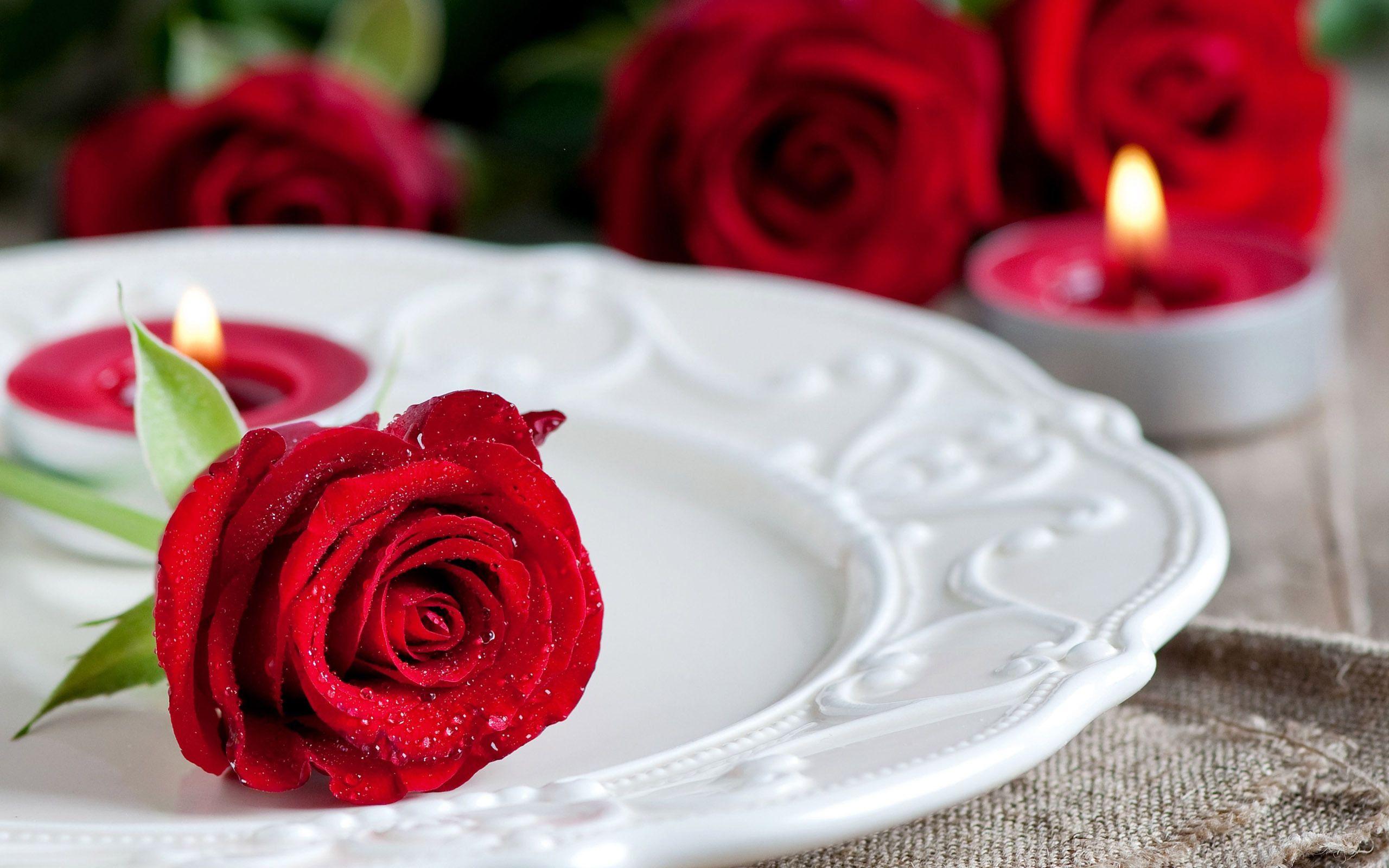Water Drops On Red Roses Free Hd Wallpaper