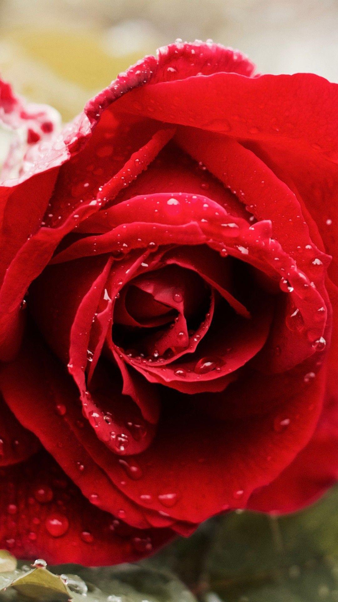 Beautiful Red Rose 4K Wallpaper